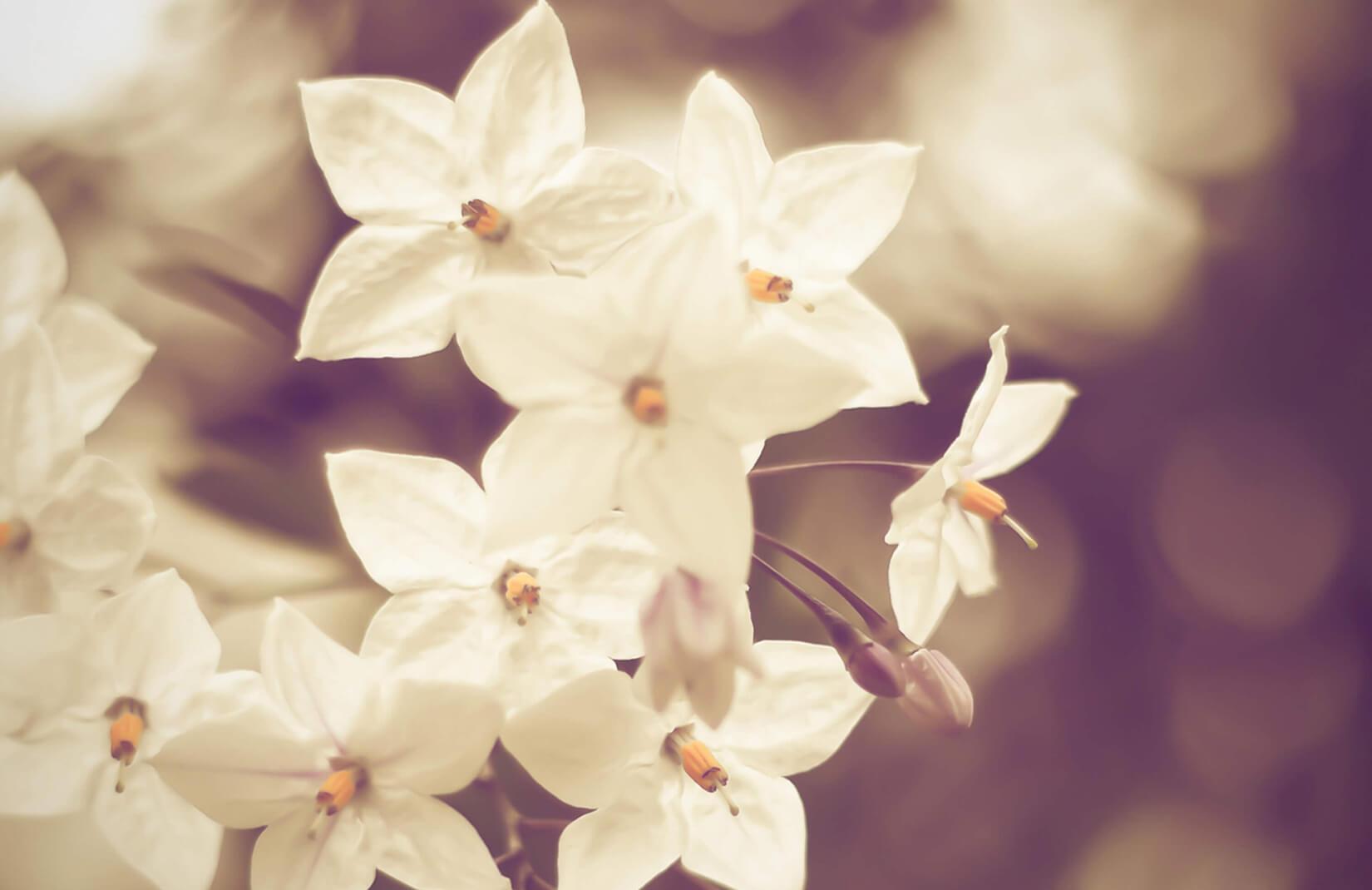 Hazy White Flowers Wallpaper Mural