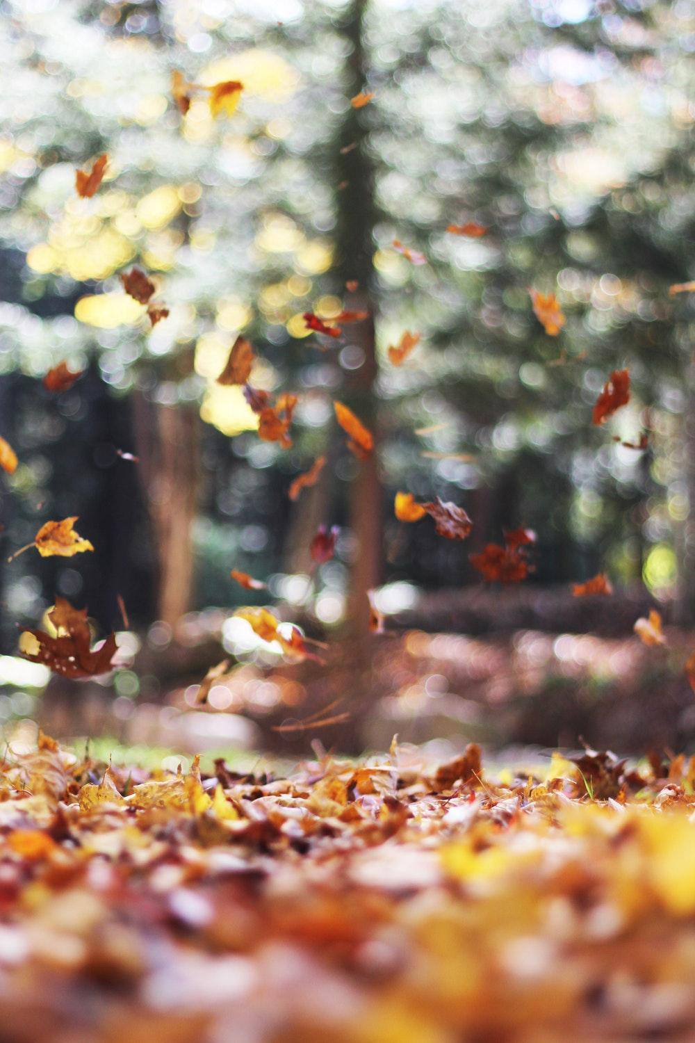 Fall Leaves Picture [HQ]. Download Free Image
