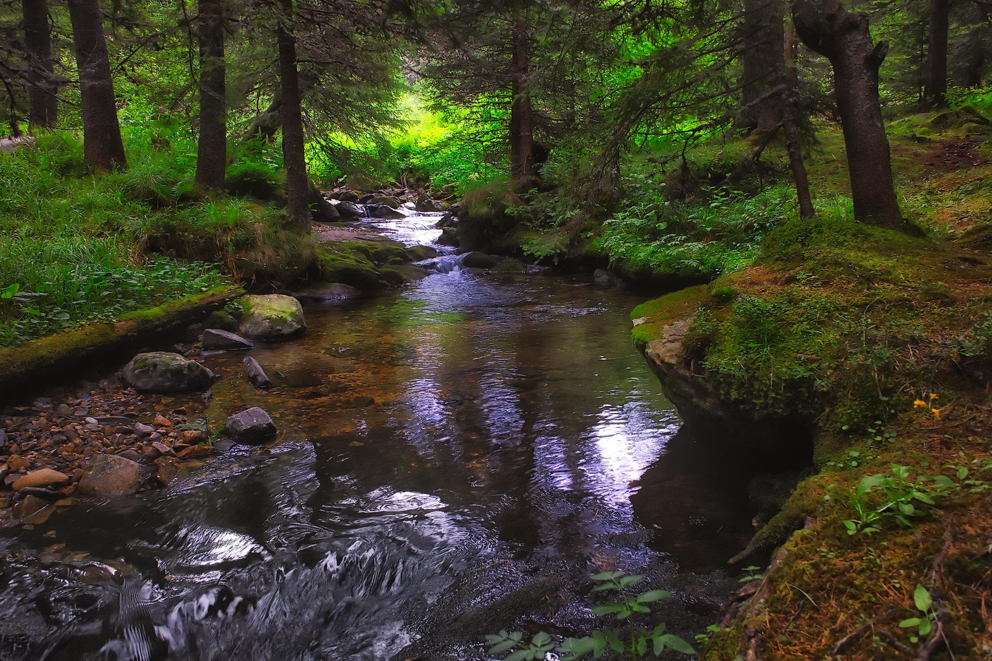 HD forest river wallpapers