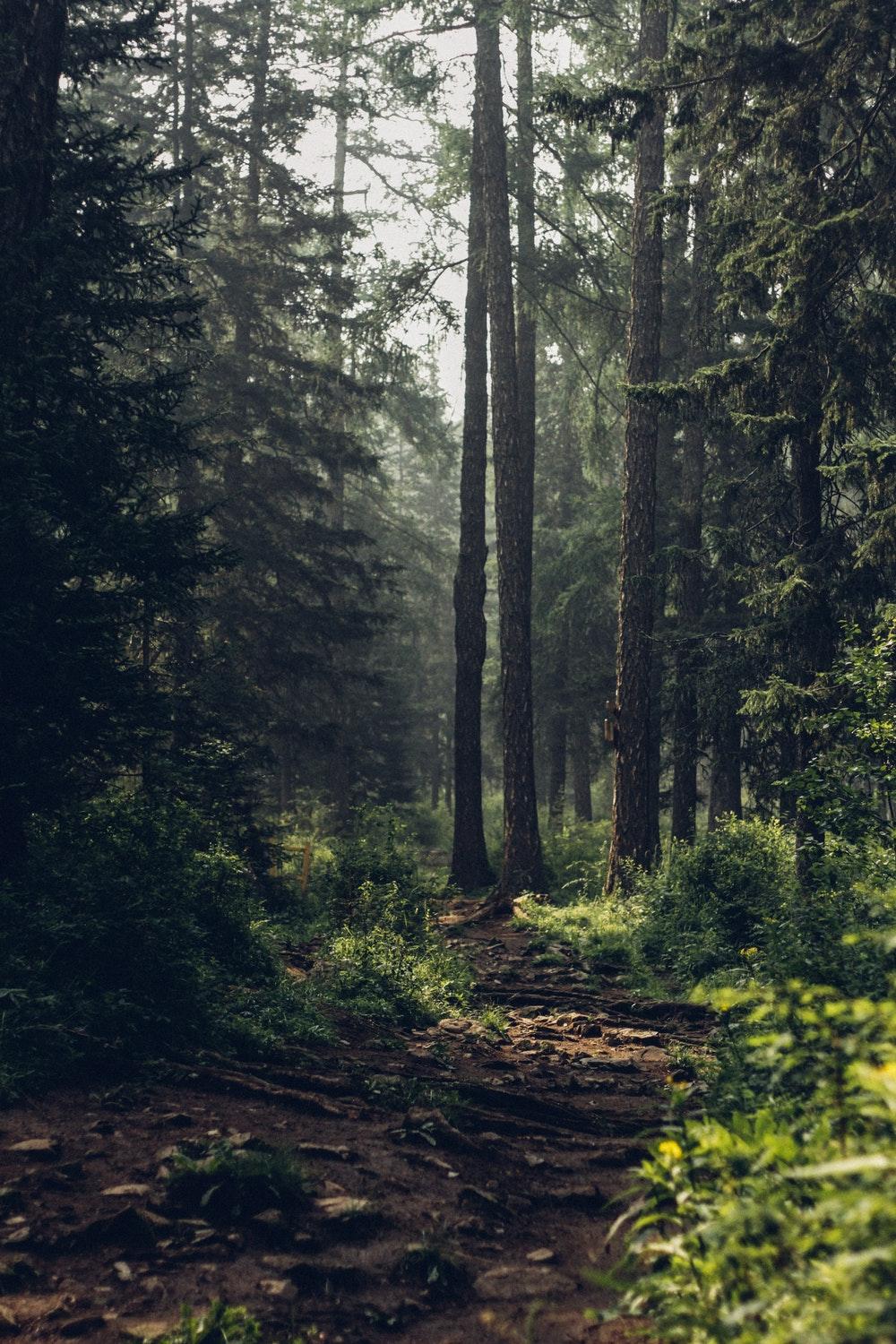 Forest Wallpaper: Free HD Download [HQ]