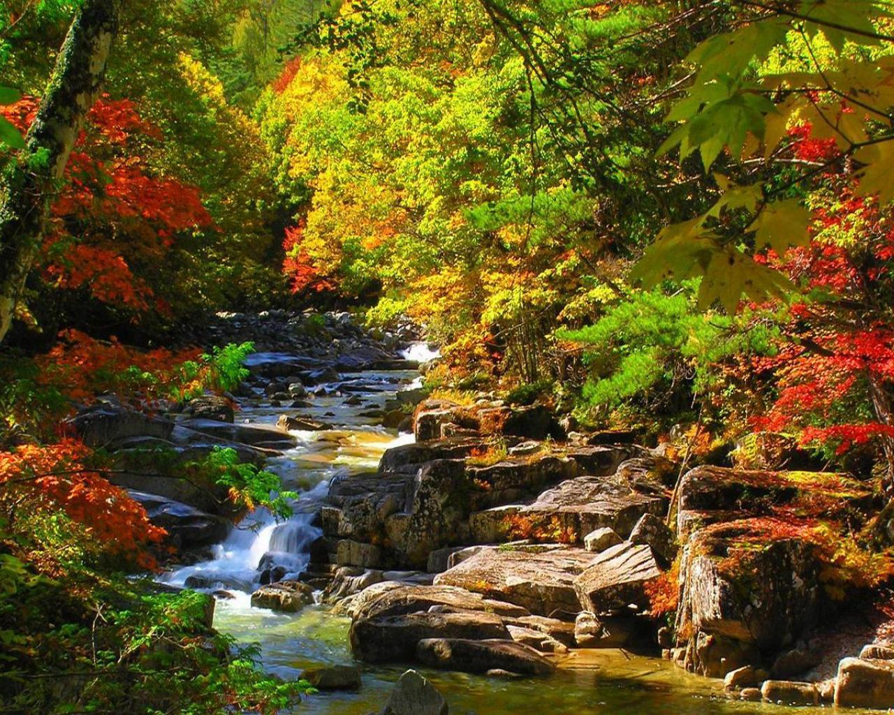 Fall Forest Stream HD Wallpaper, Background Image