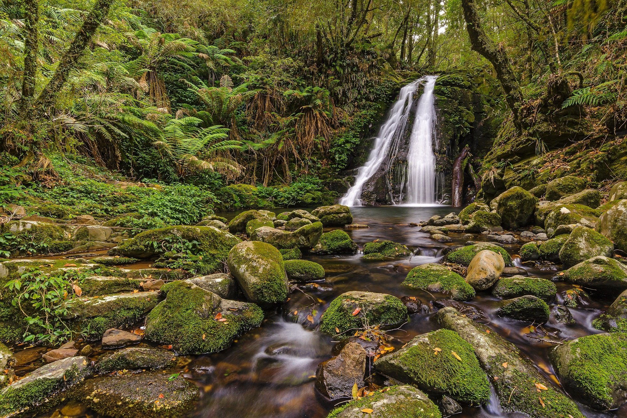 Forest trees stream waterfall rocks moss nature wallpaper