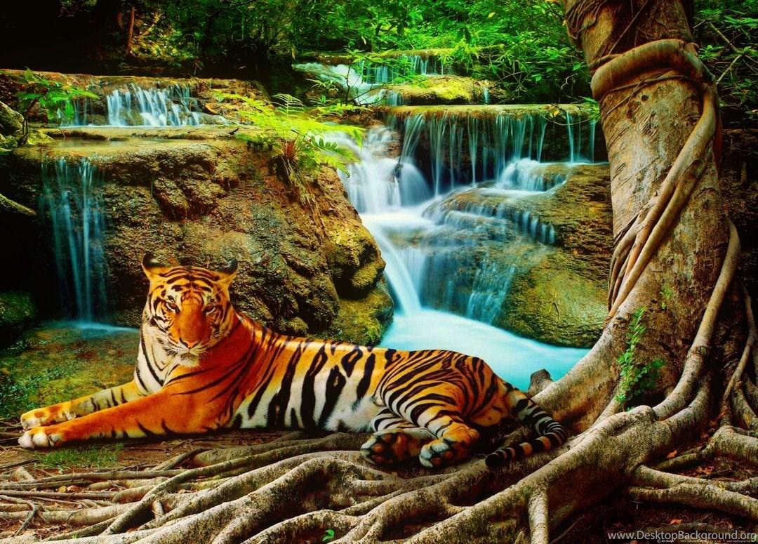 Resting Tiger Beautiful Forest Cat Rest Cascades Nature Waterfall