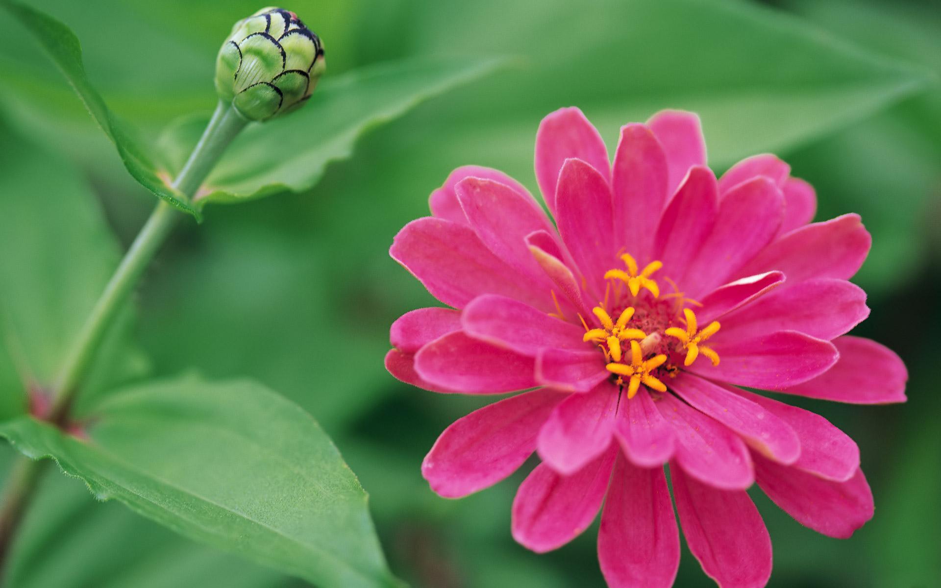 Pink Zinnia wallpaperx1200
