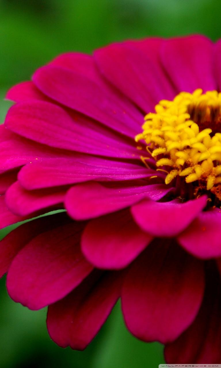 Pink Zinnias Wallpapers - Wallpaper Cave