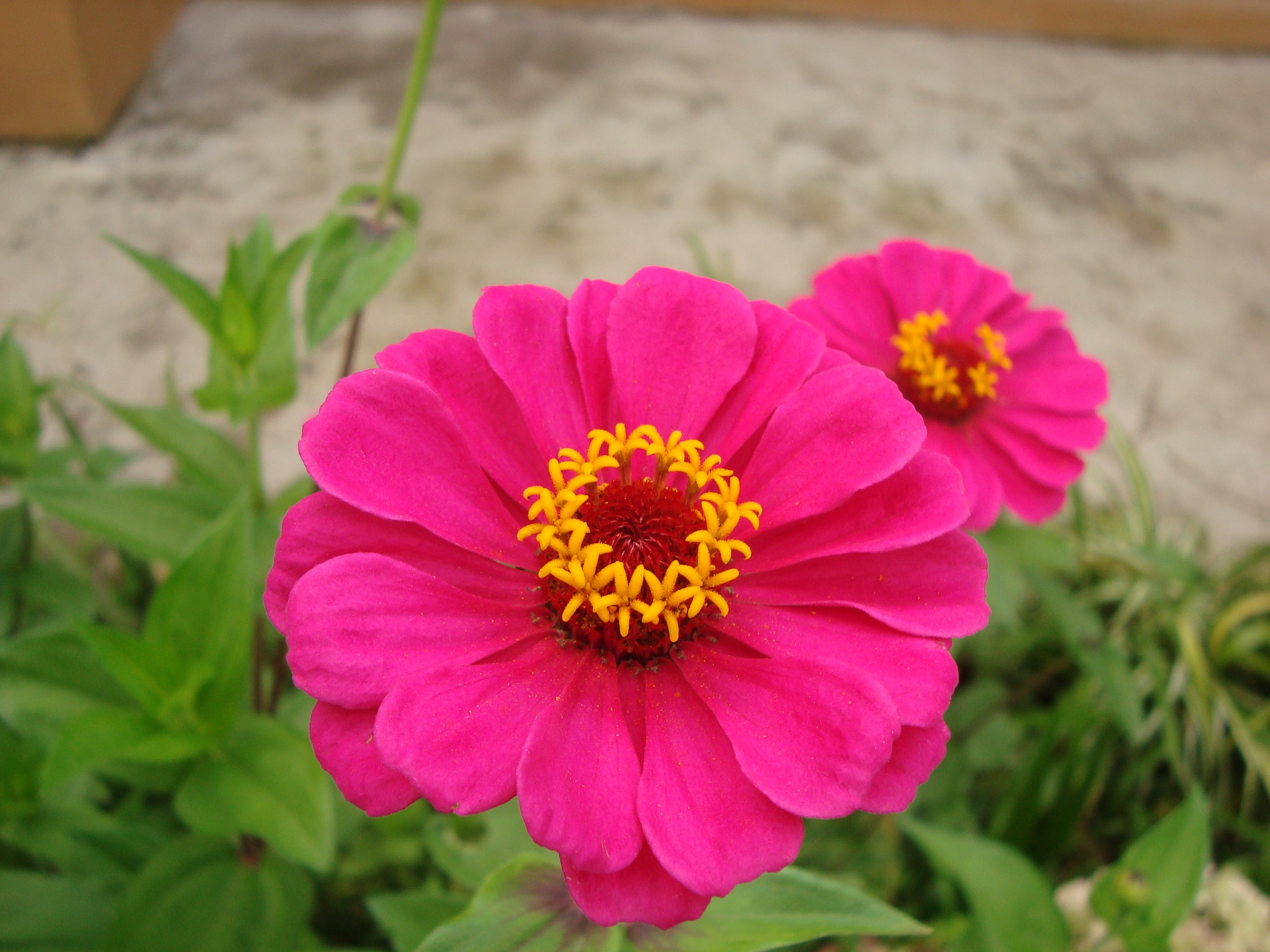 Pink Zinnias Wallpapers - Wallpaper Cave