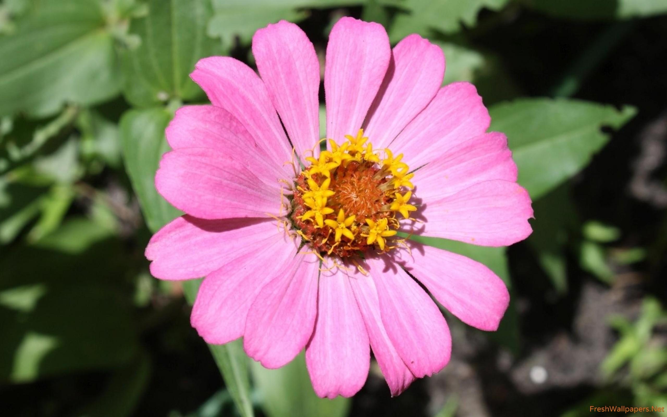 Pink Zinnias Wallpapers - Wallpaper Cave