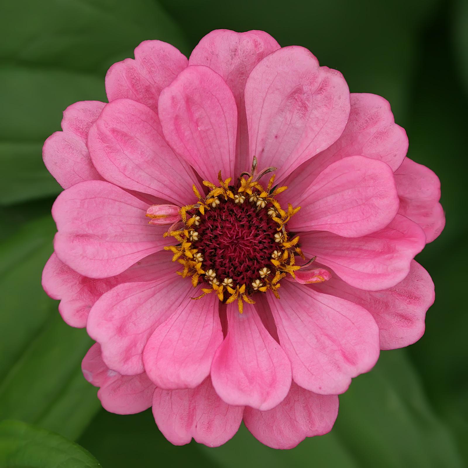 Pink Zinnias Wallpapers - Wallpaper Cave