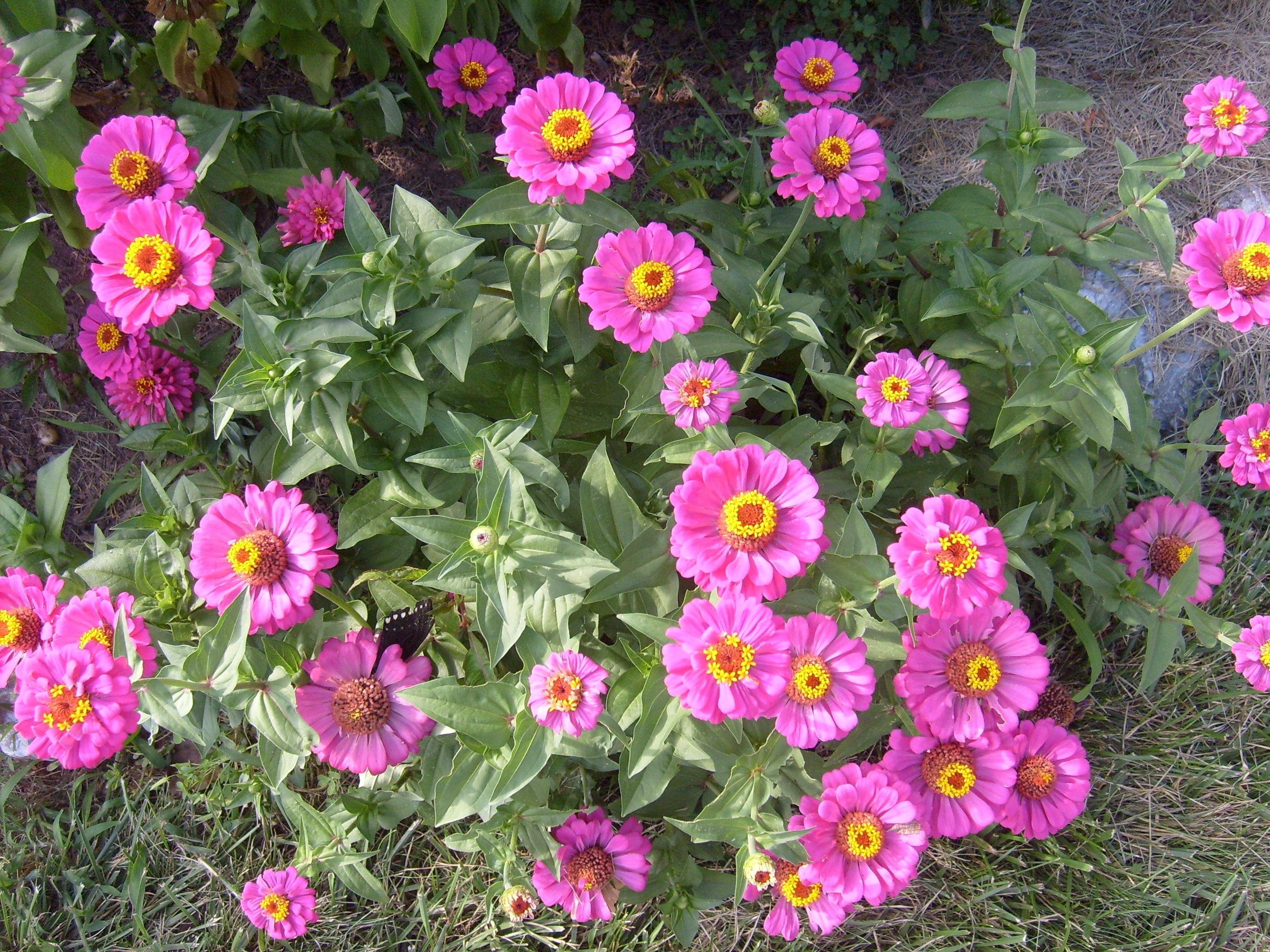 royalty free zinnia image