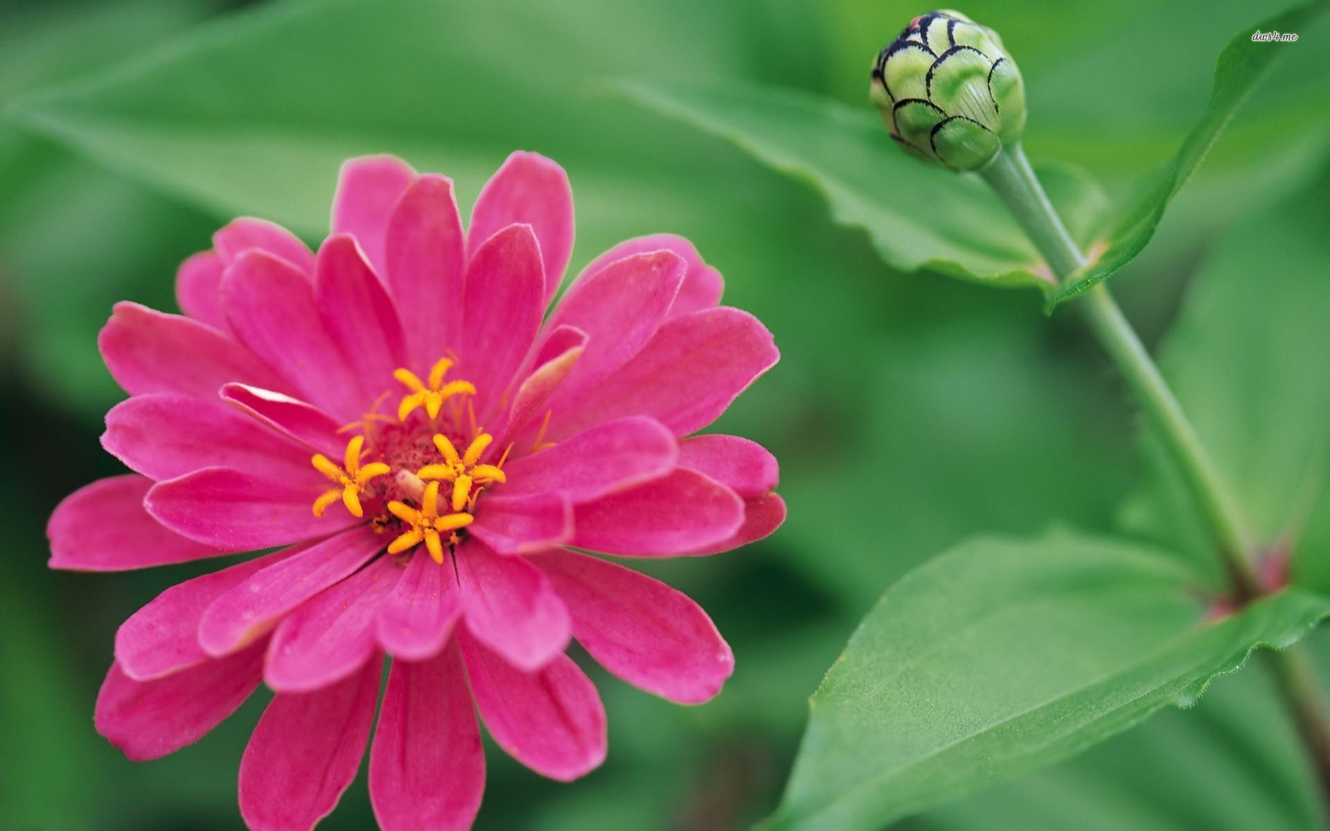 Zinnia Wallpapers - Wallpaper Cave