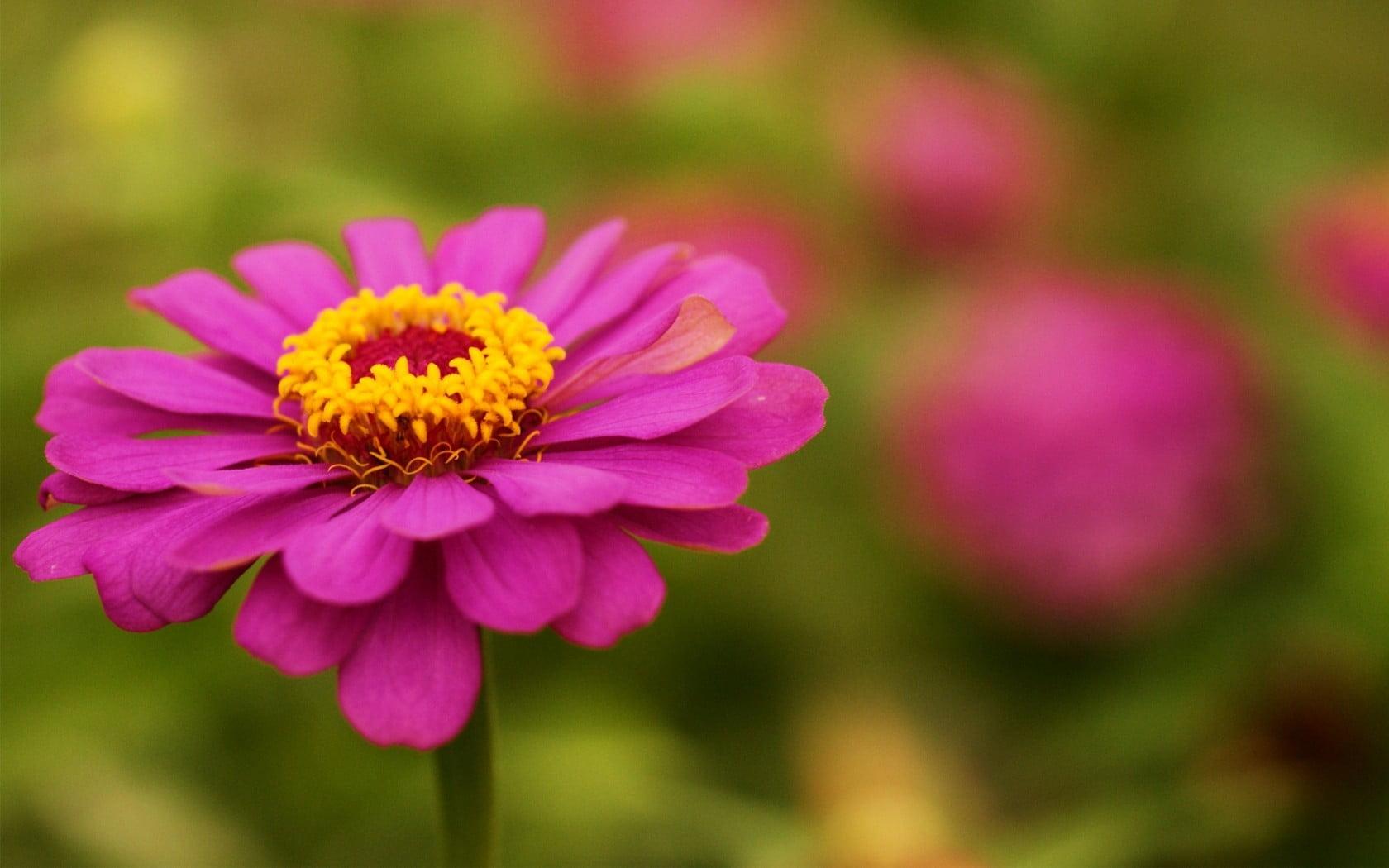 Pink Zinnias Wallpapers - Wallpaper Cave