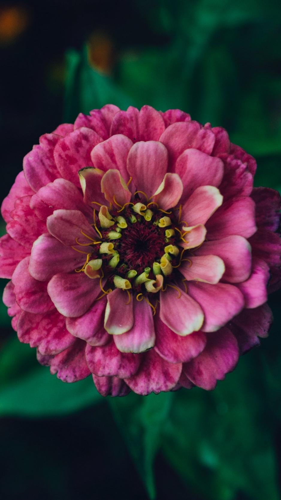 Pink Zinnias Wallpapers - Wallpaper Cave