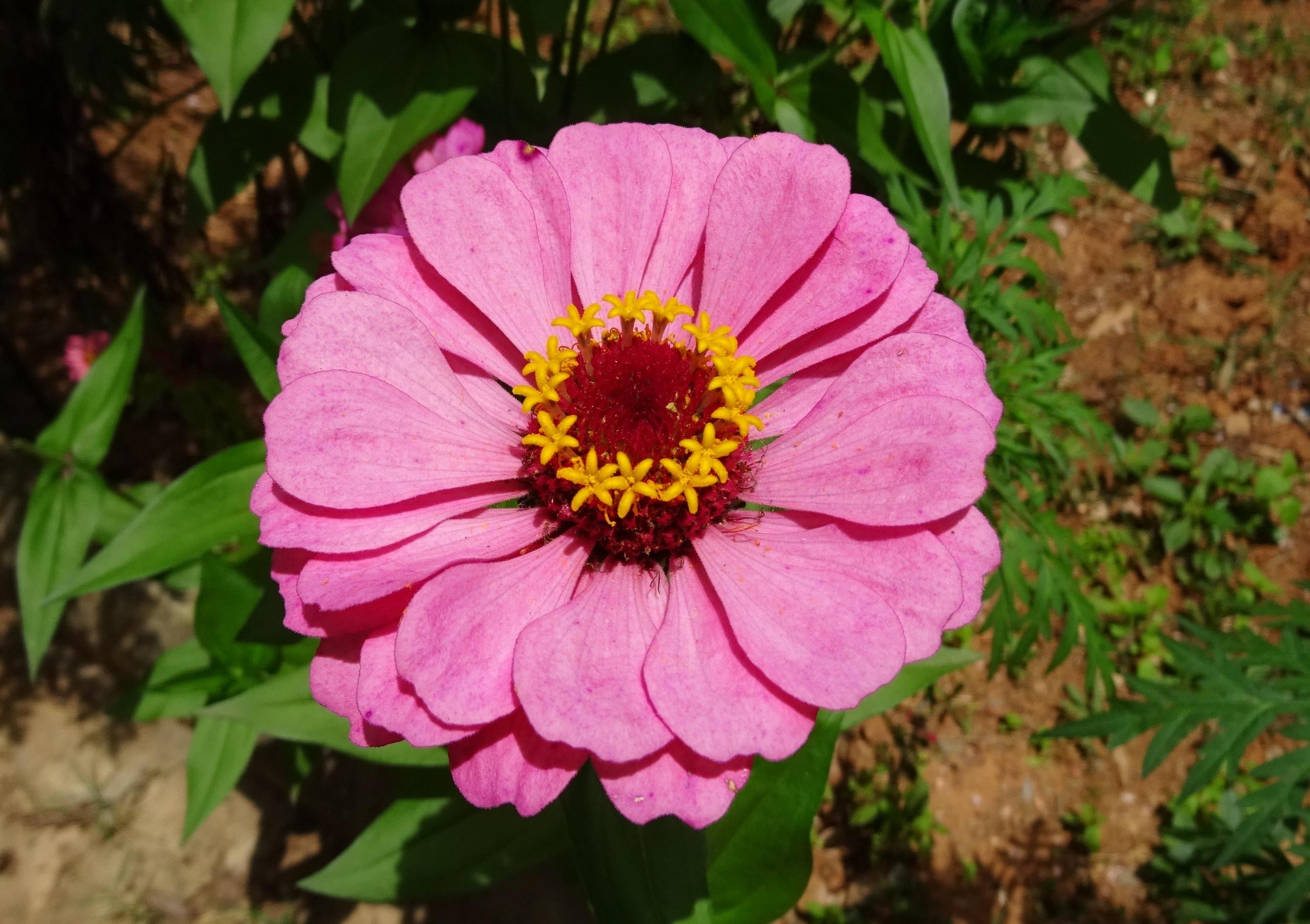 Pink Zinnias Wallpapers - Wallpaper Cave