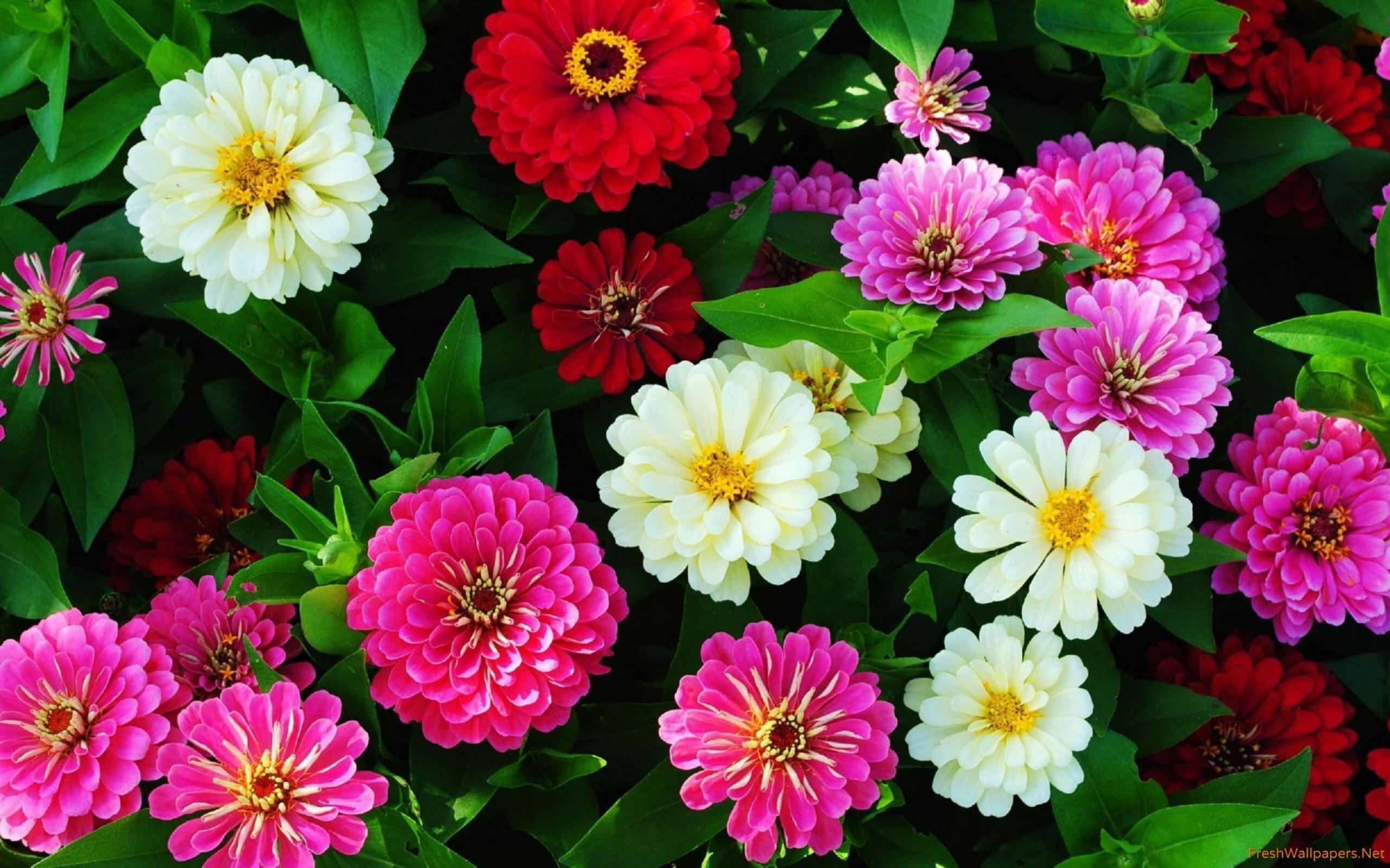 Colorful Zinnias wallpaper