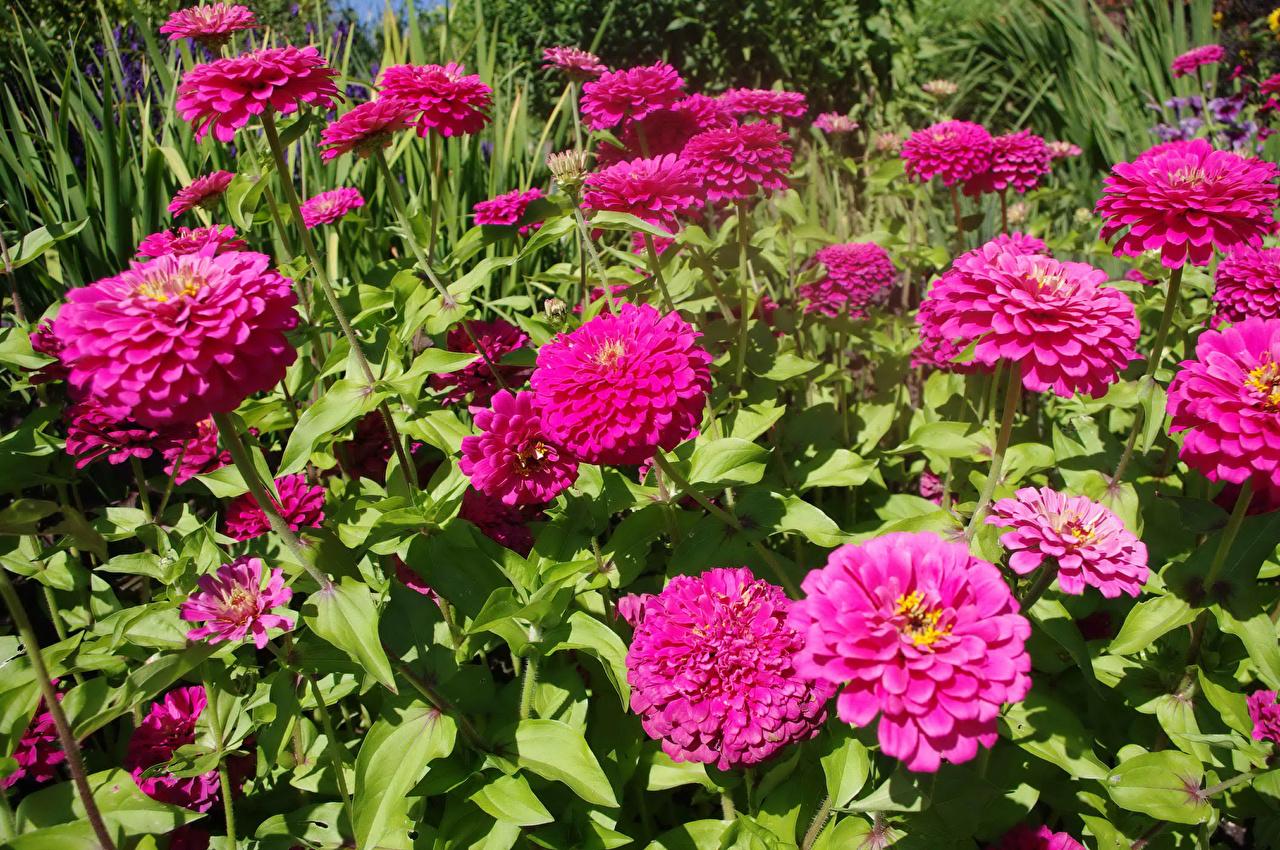 Pink Zinnias Wallpapers - Wallpaper Cave