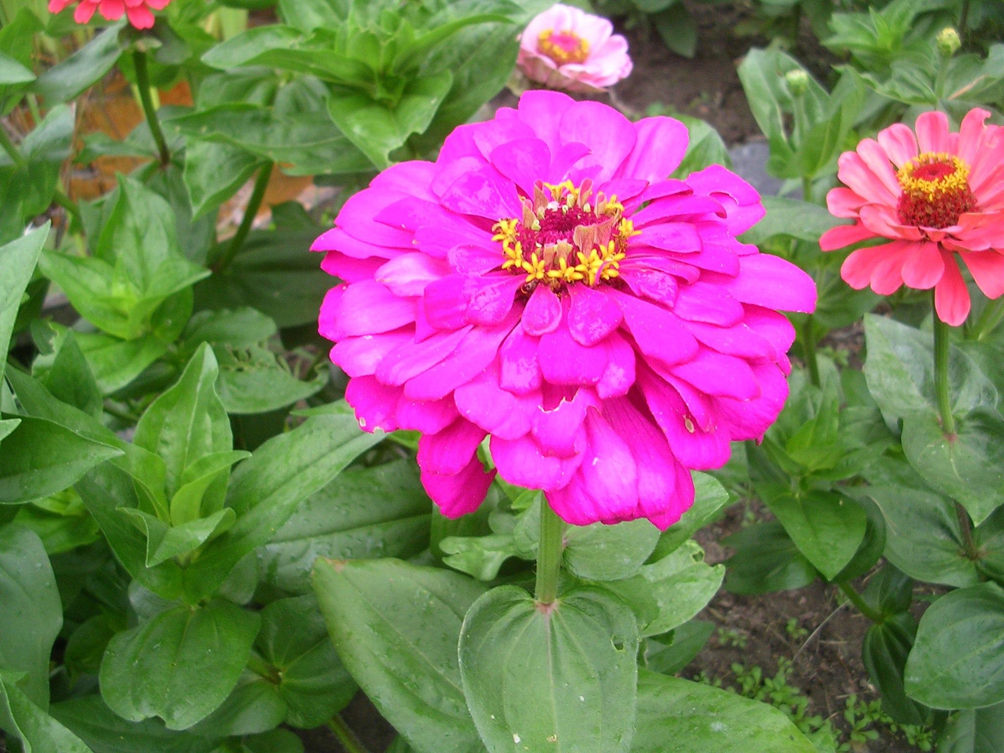 How to Grow: Zinnia- Growing and Caring for Zinnia Flowers