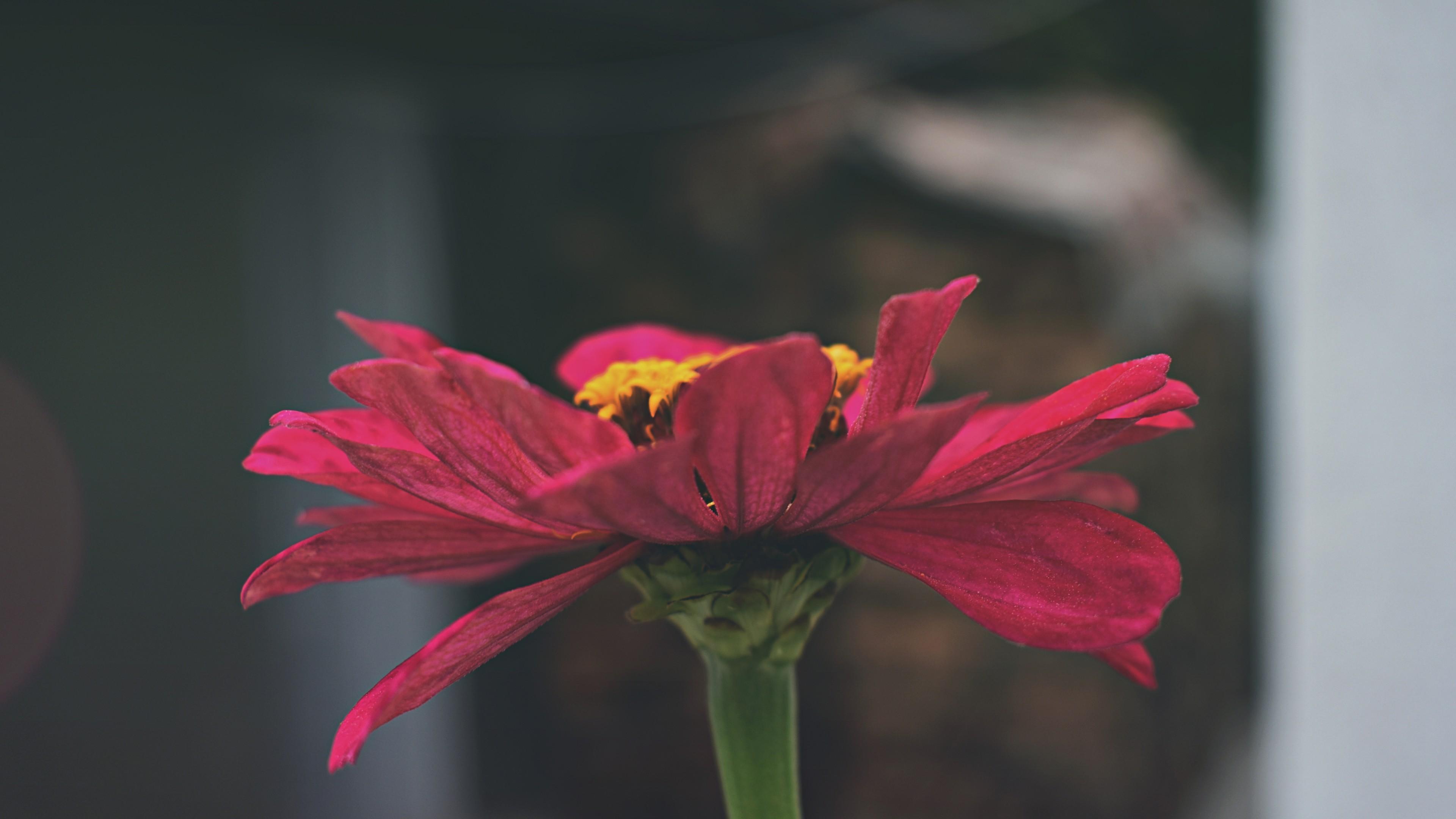 Download 3840x2160 Pink Zinnia, Petals, Close Up Wallpaper For UHD