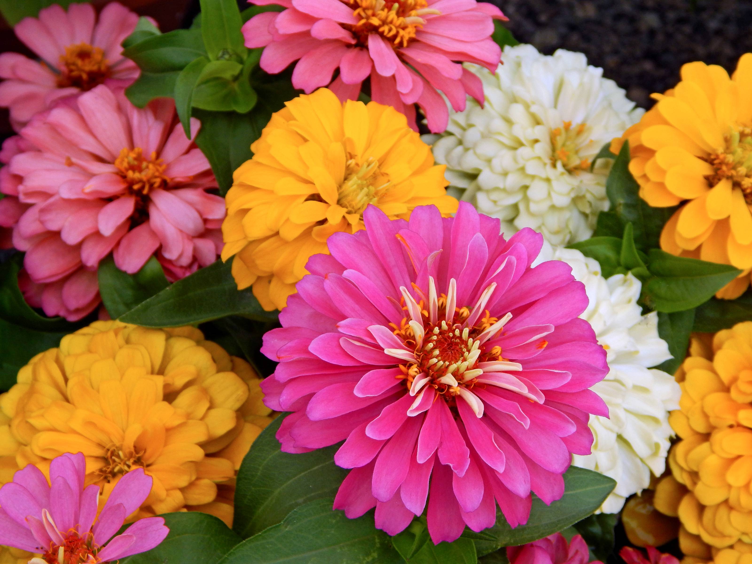 Pink Zinnias Wallpapers - Wallpaper Cave