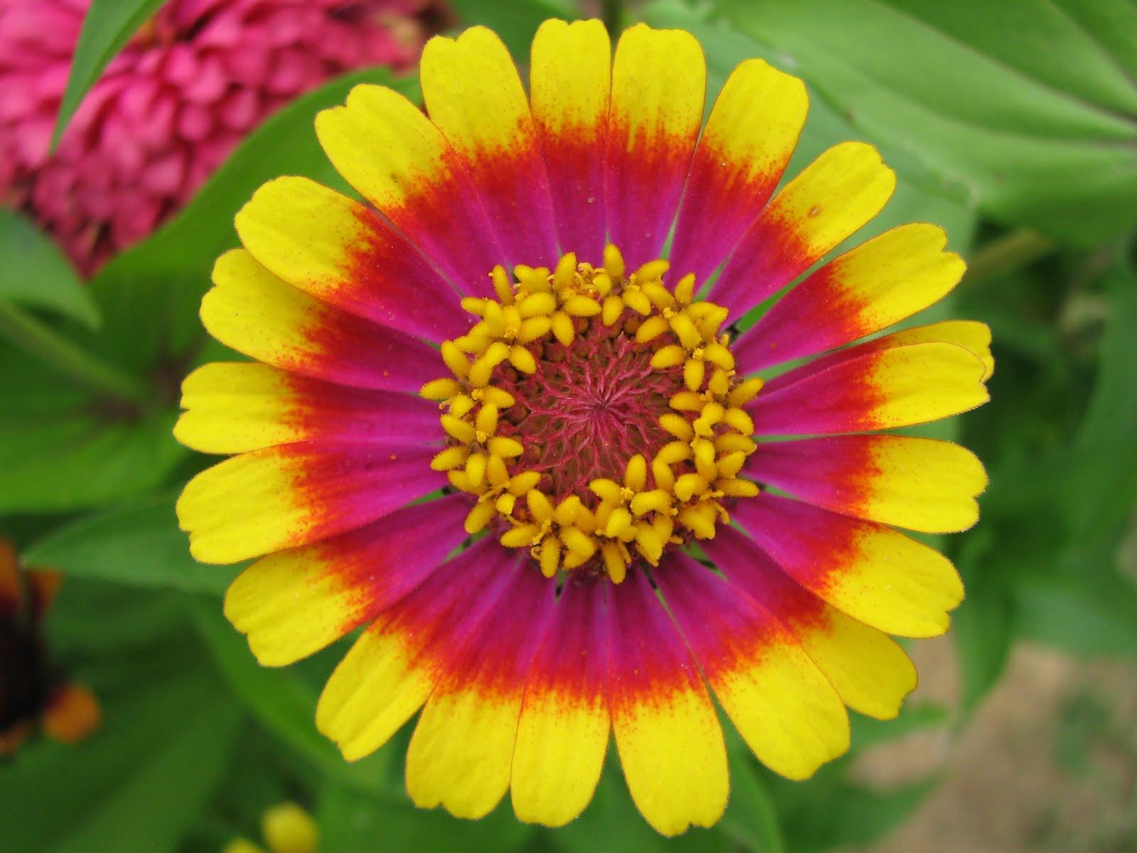 Zinnia Wallpapers - Wallpaper Cave