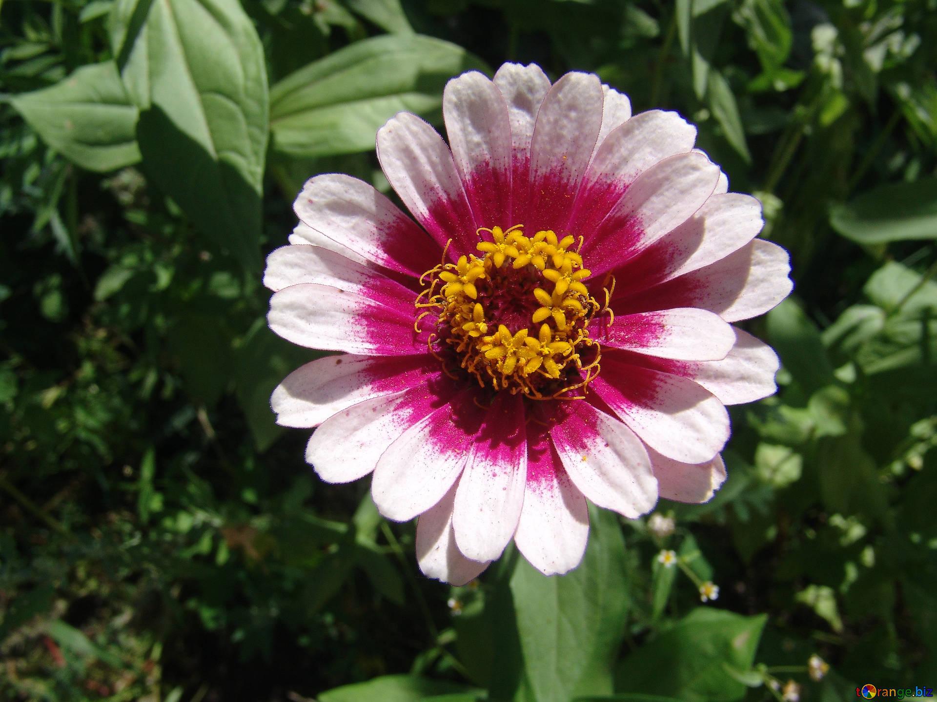 Flower rose white and pink zinnia rose flower № 3215