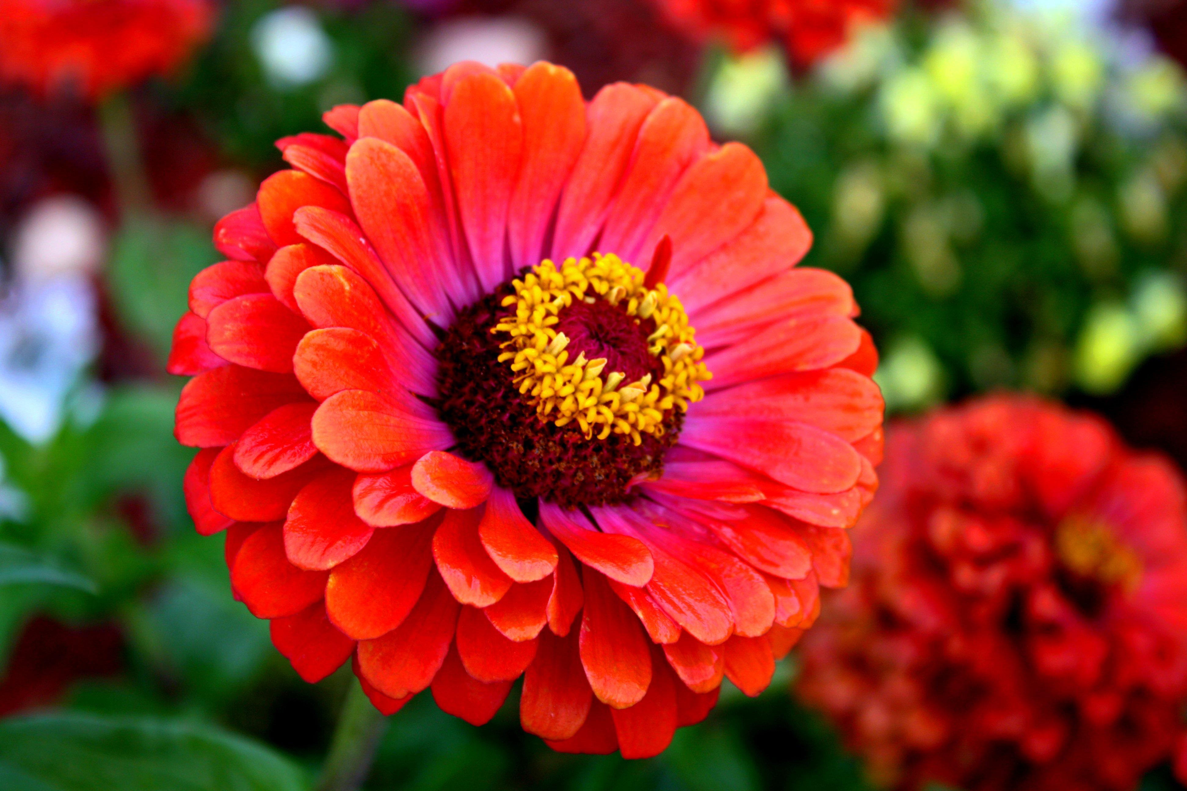Zinnia png images  PNGWing