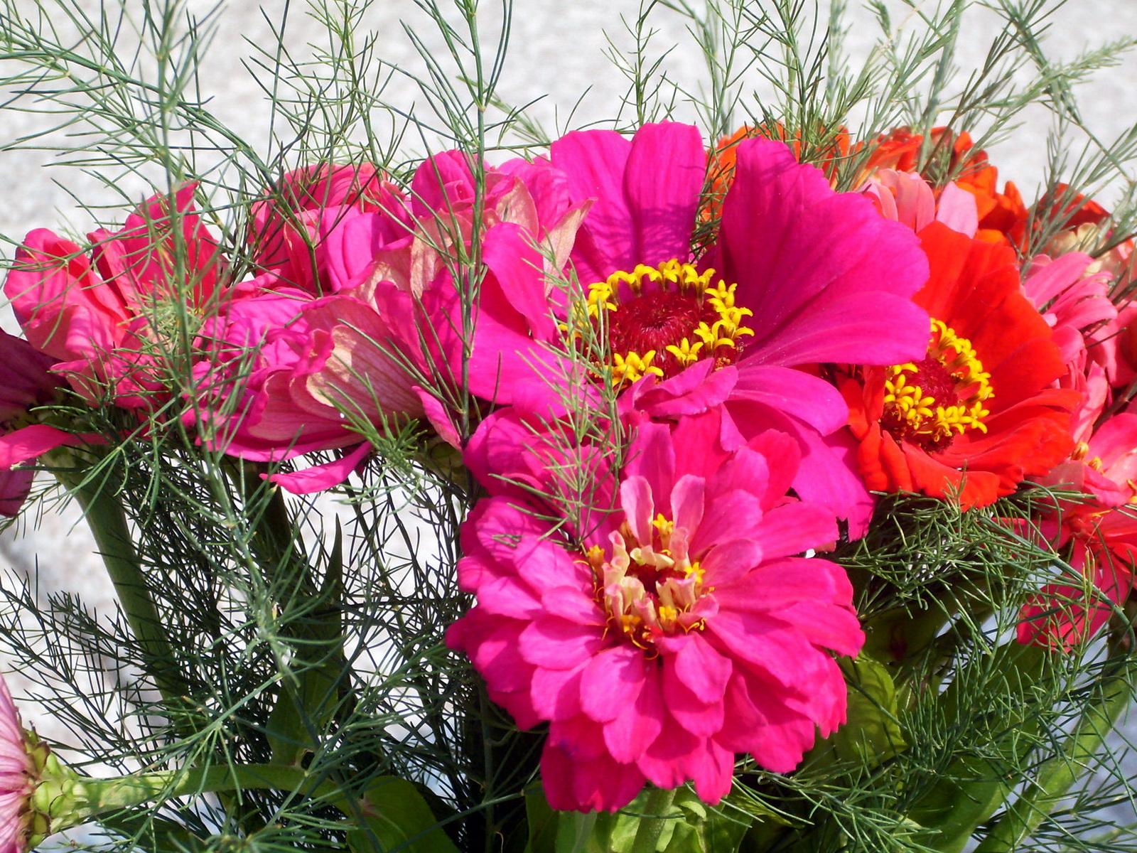image Zinnia Flowers