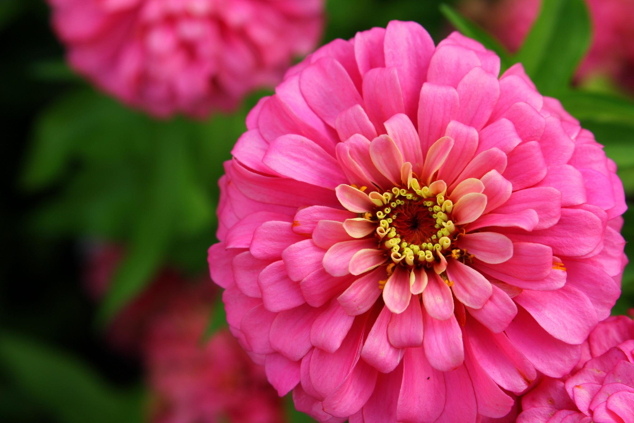 Pink Zinnias Wallpapers - Wallpaper Cave