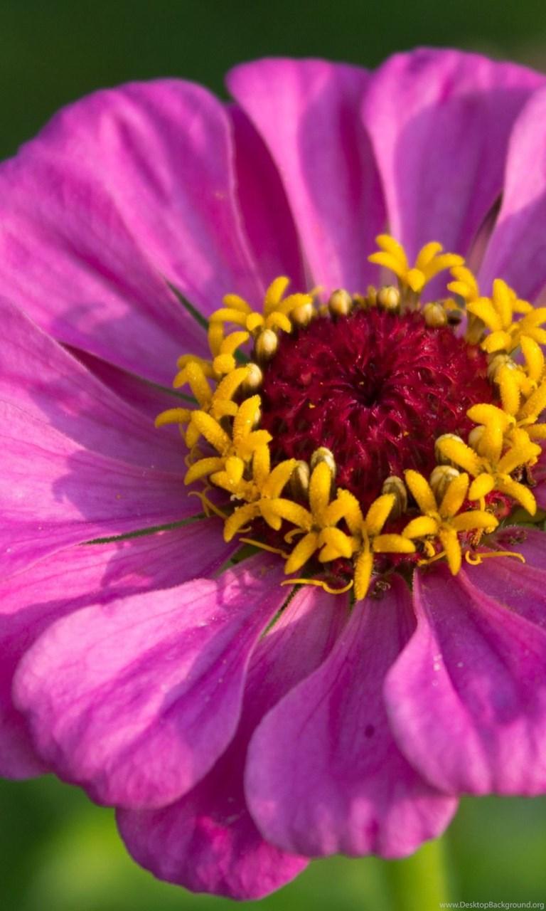 Pink Zinnia Wallpaper Flower Wallpaper Desktop Background