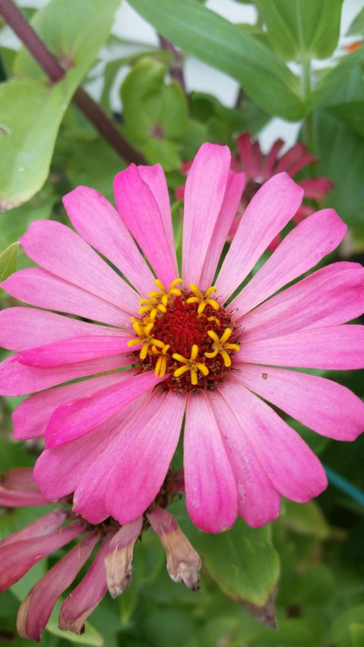 Beautiful Zinnia Wallpaper
