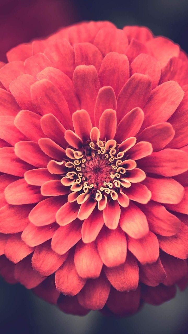 zee. Garden, Flowers, Zinnias