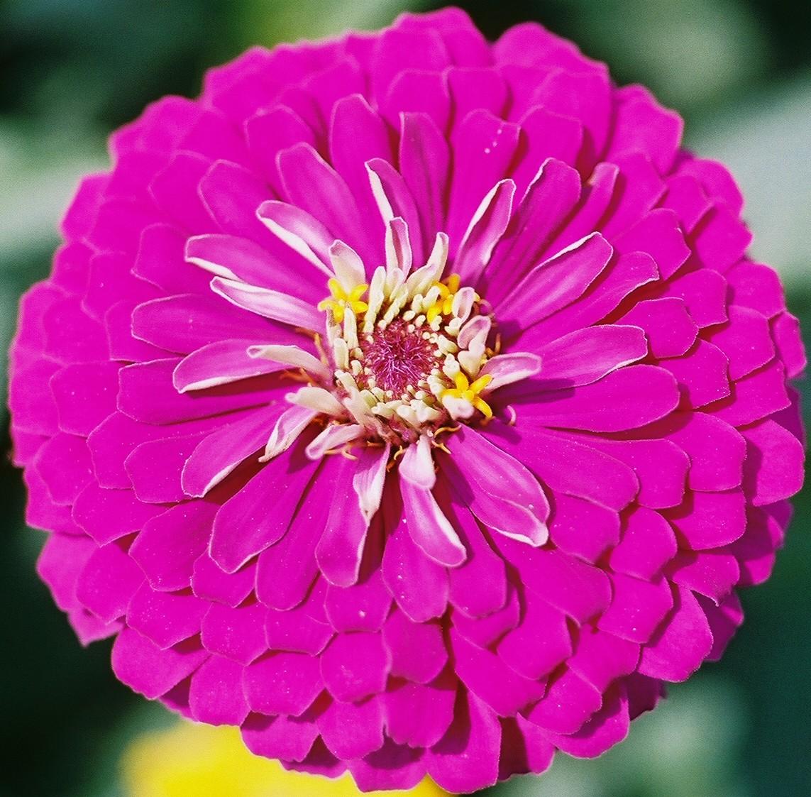 Zinnia Wallpapers - Wallpaper Cave