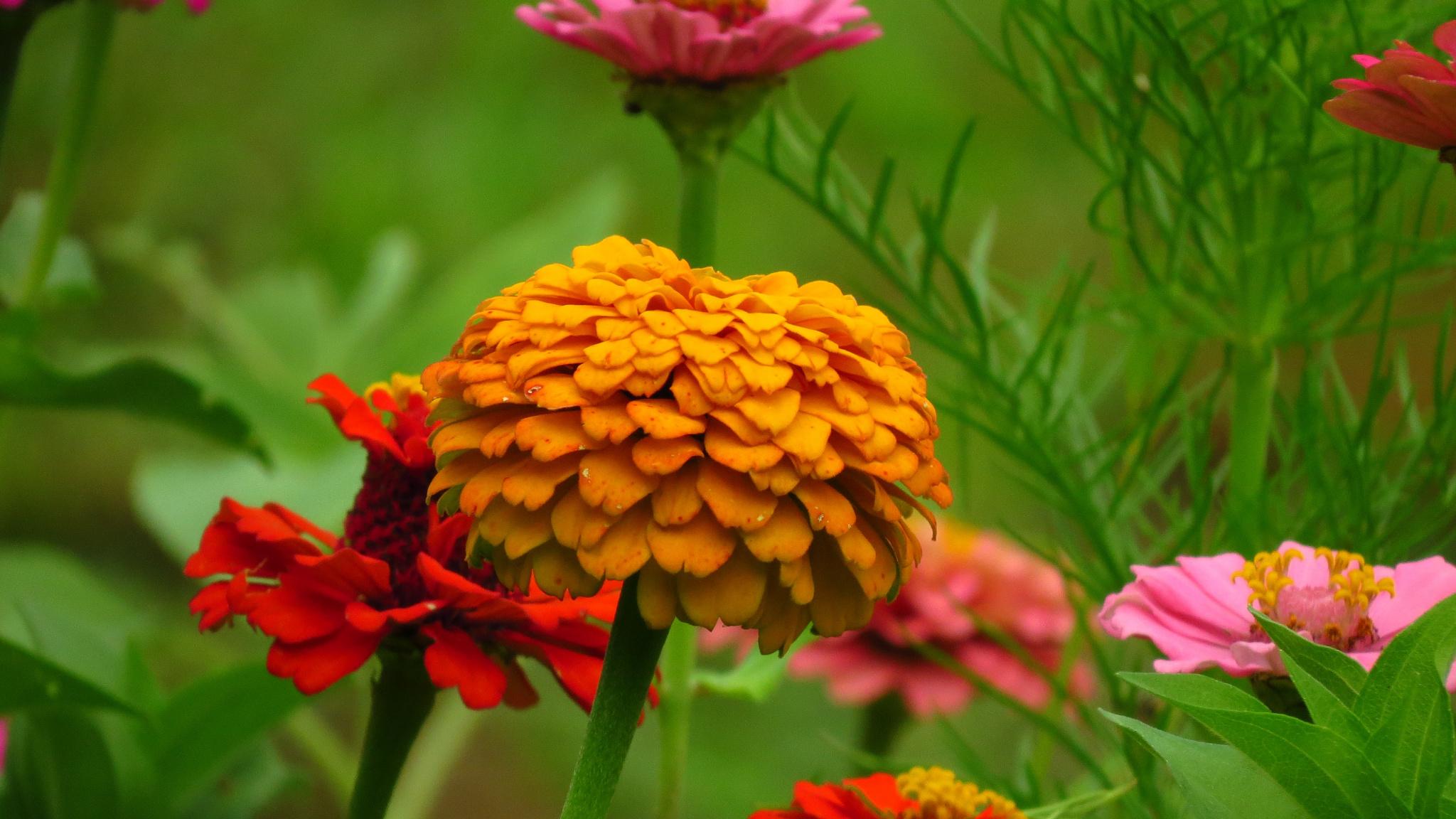 Download 2048x1152 Wallpaper Zinnia, Pink, Red, Yellow, Flowers