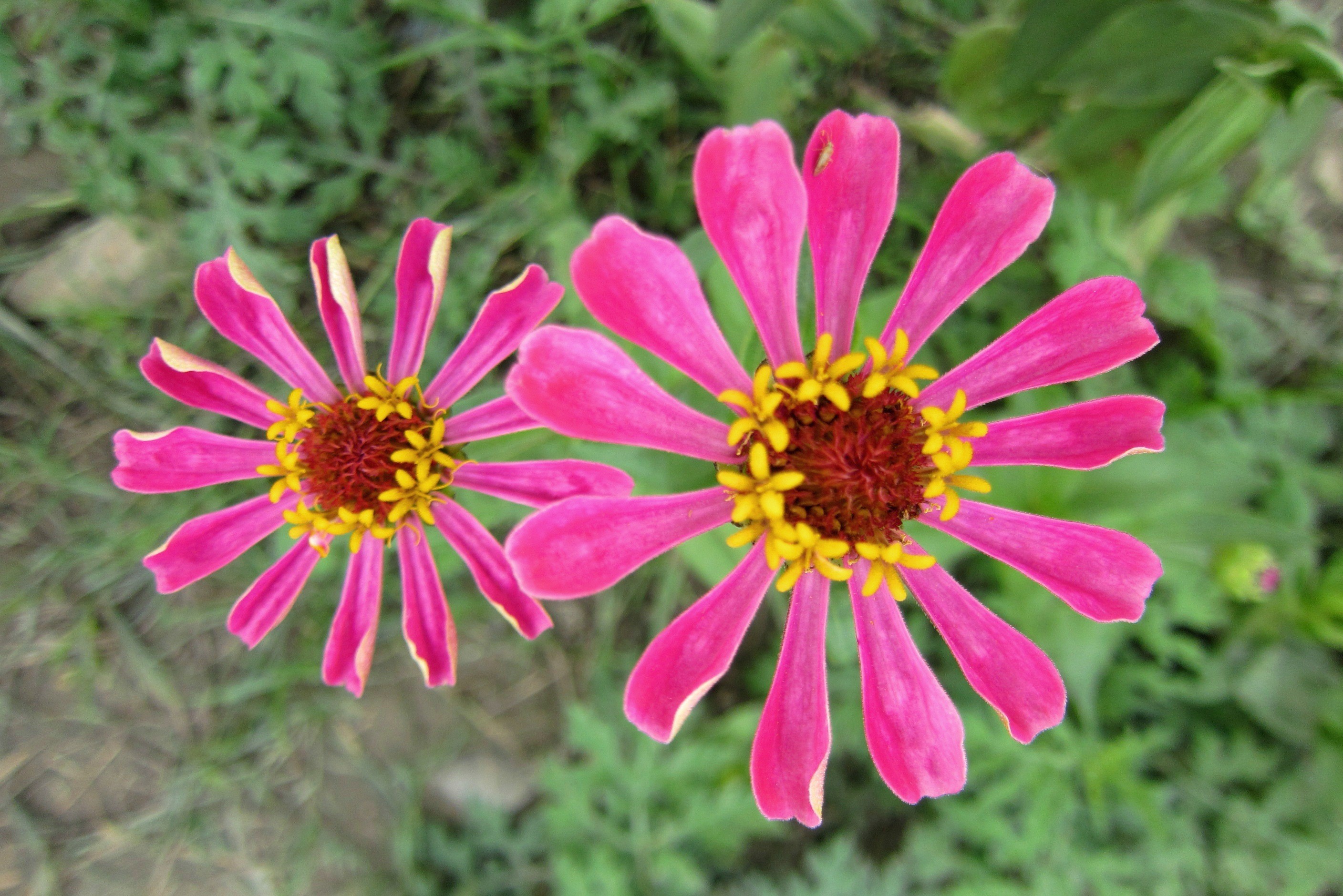 Group of Zinnia Wallpaper