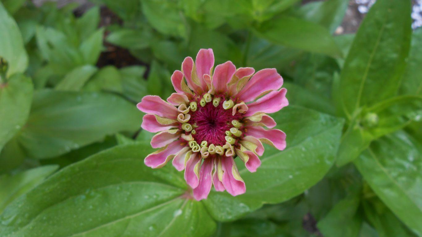 Flowers: Leaves Pink Close Up Flower Zinnia One Image Desktop