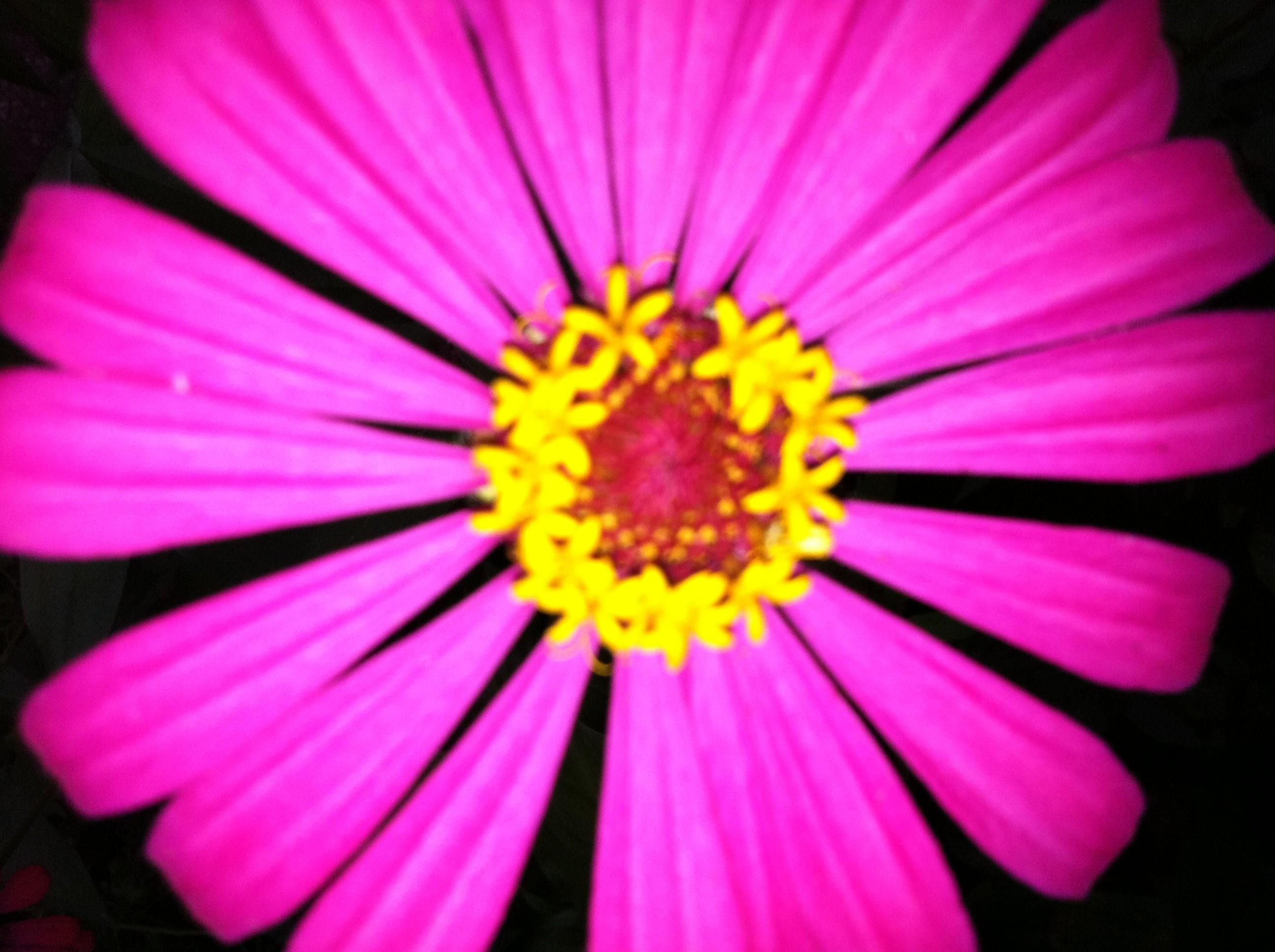 Flower: Yellow Fushia Pink Zinnia Flower HD Garden Wallpaper for HD