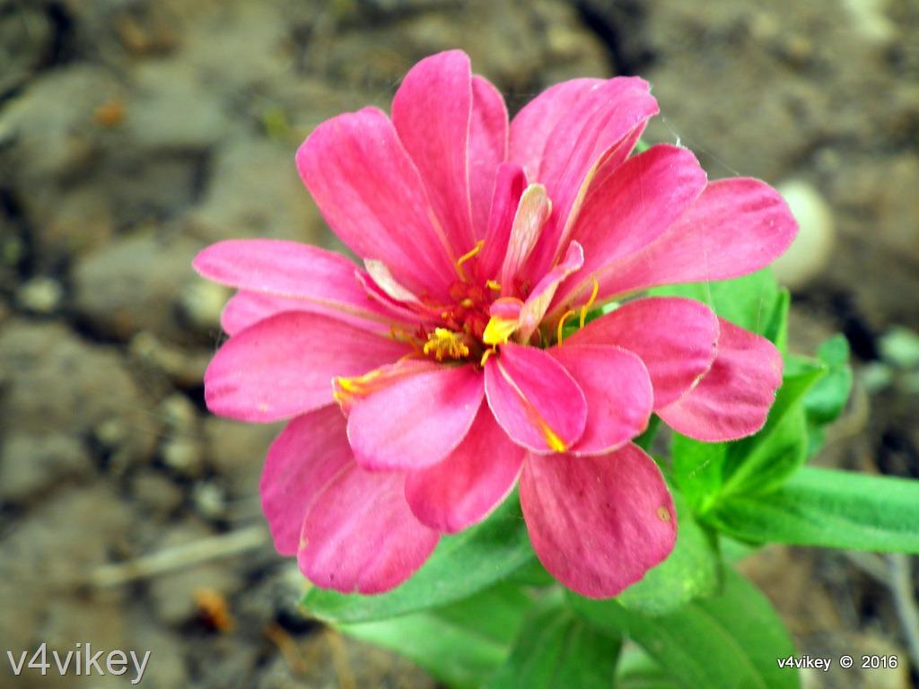 Zinnia Flower in Pink Color Photograph « Wallpaper Tadka