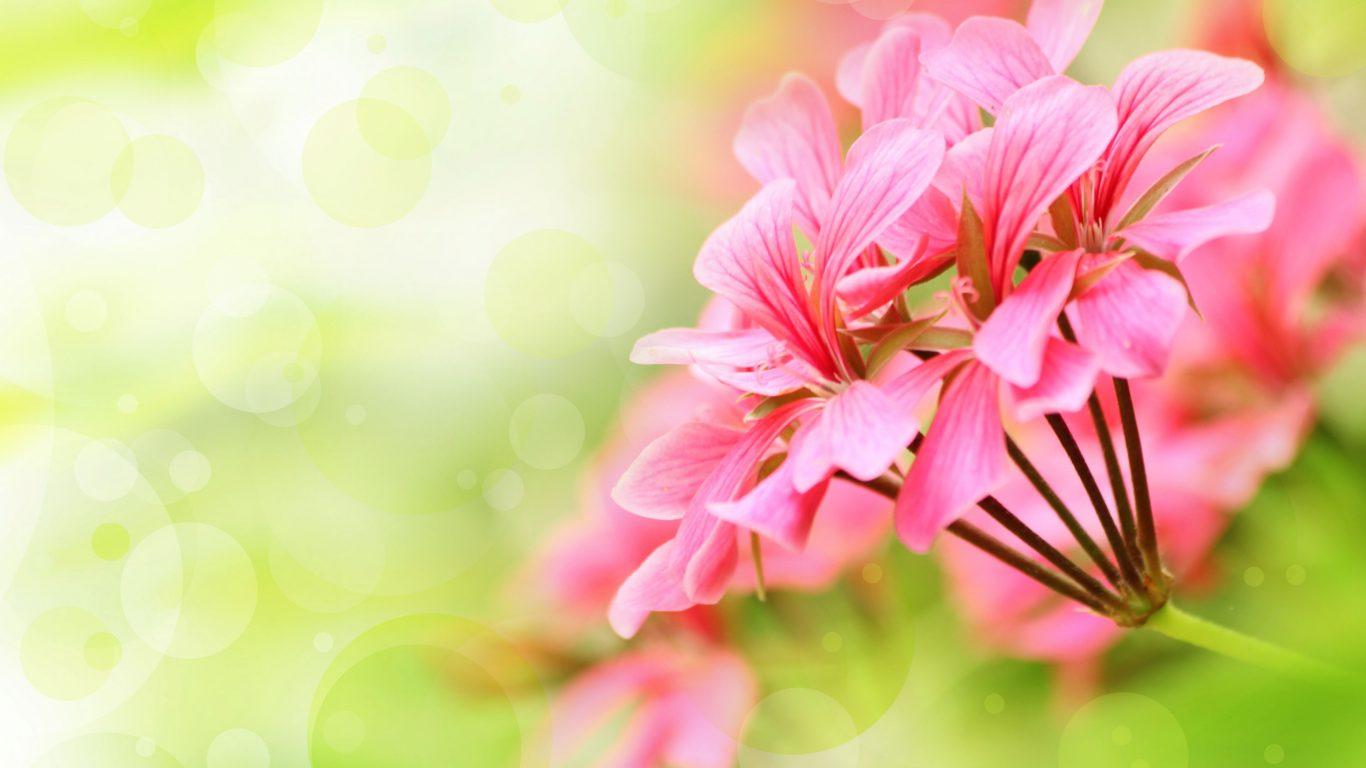 Flower Flowers Mixed Summer Zinnia Park Blossoms Colors Wallpaper