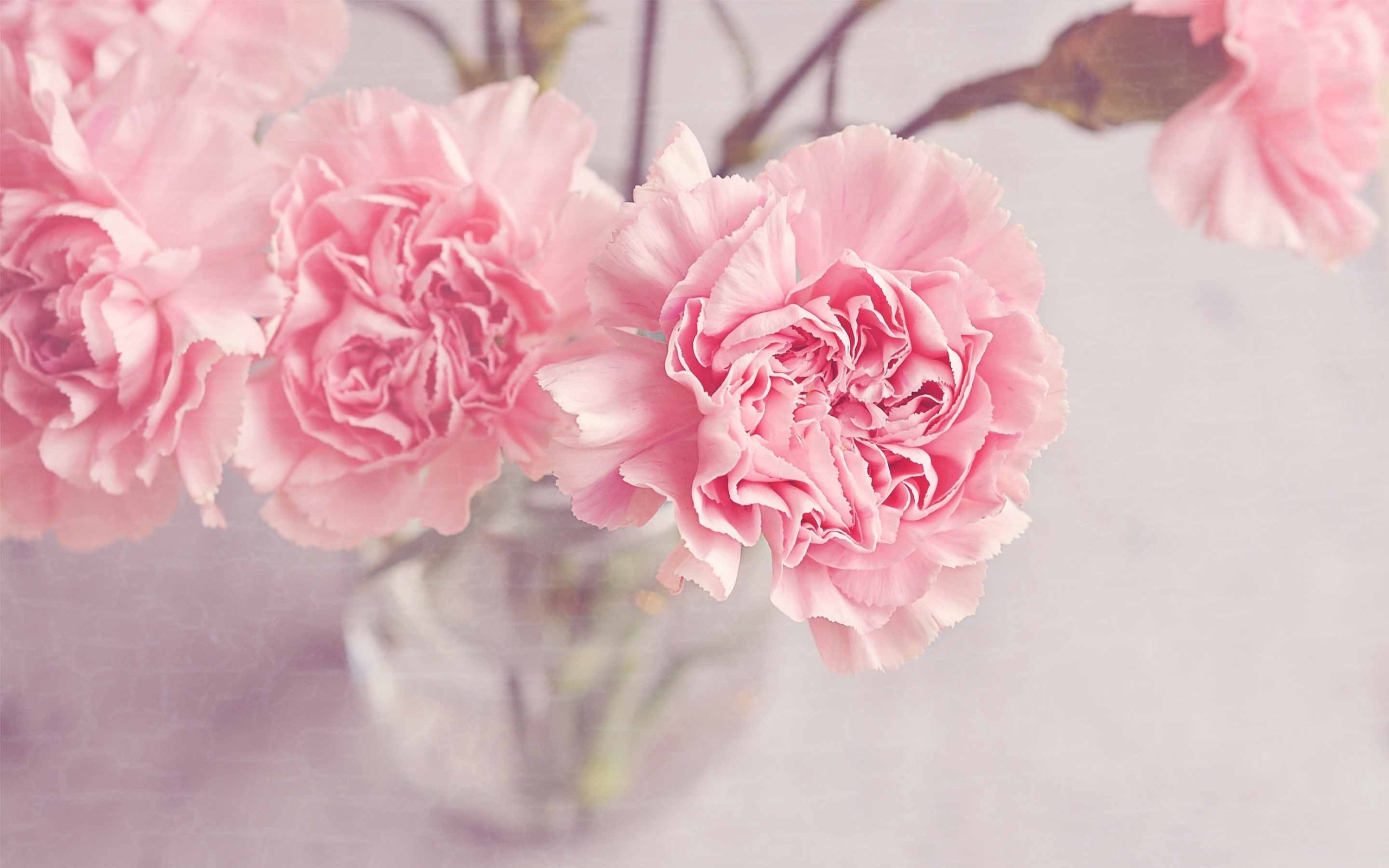 Pink Carnation Wallpapers Wallpaper Cave