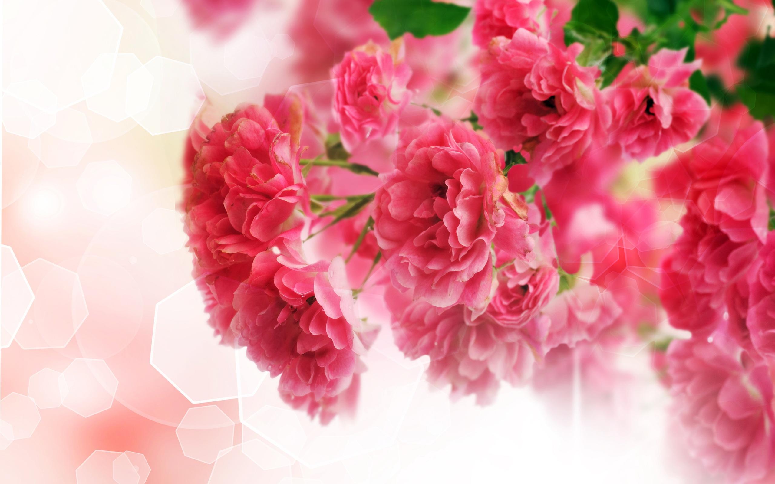 Wallpaper Close Up Of Pink Carnation Flowers 2560x1600 HD Picture, Image