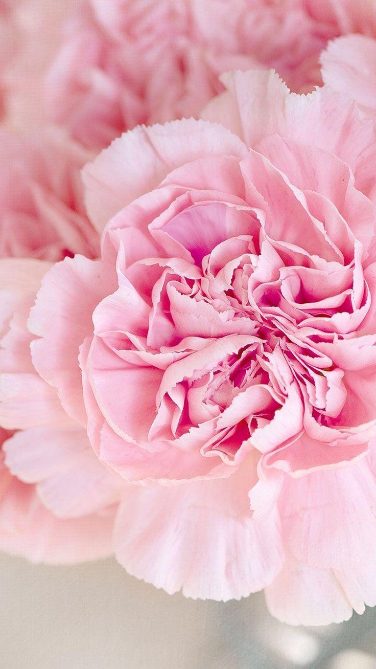Beautiful pink carnations. Flowers. Flower phone wallpaper