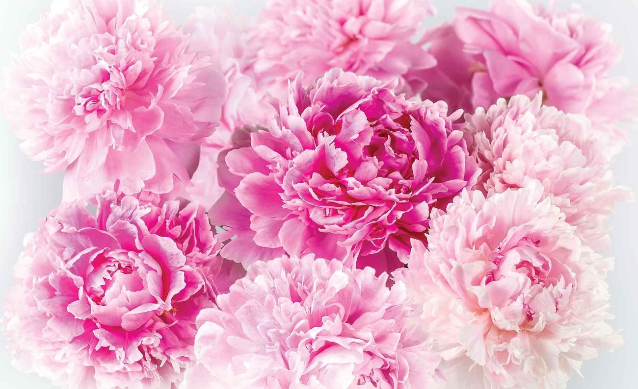 Wallpaper ID 295833  Earth Flower Phone Wallpaper Peony Daisy Pastel  Carnation Colors 2160x3840 free download