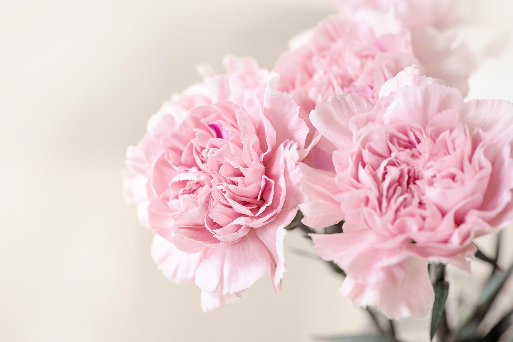 pink carnation flowers free image