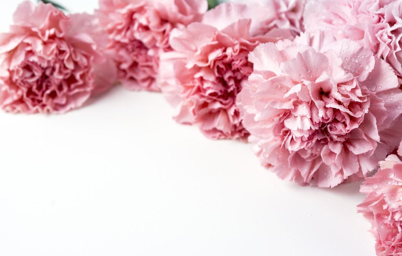 Wallpaper flowers, petals, pink, pink, flowers, beautiful, clove