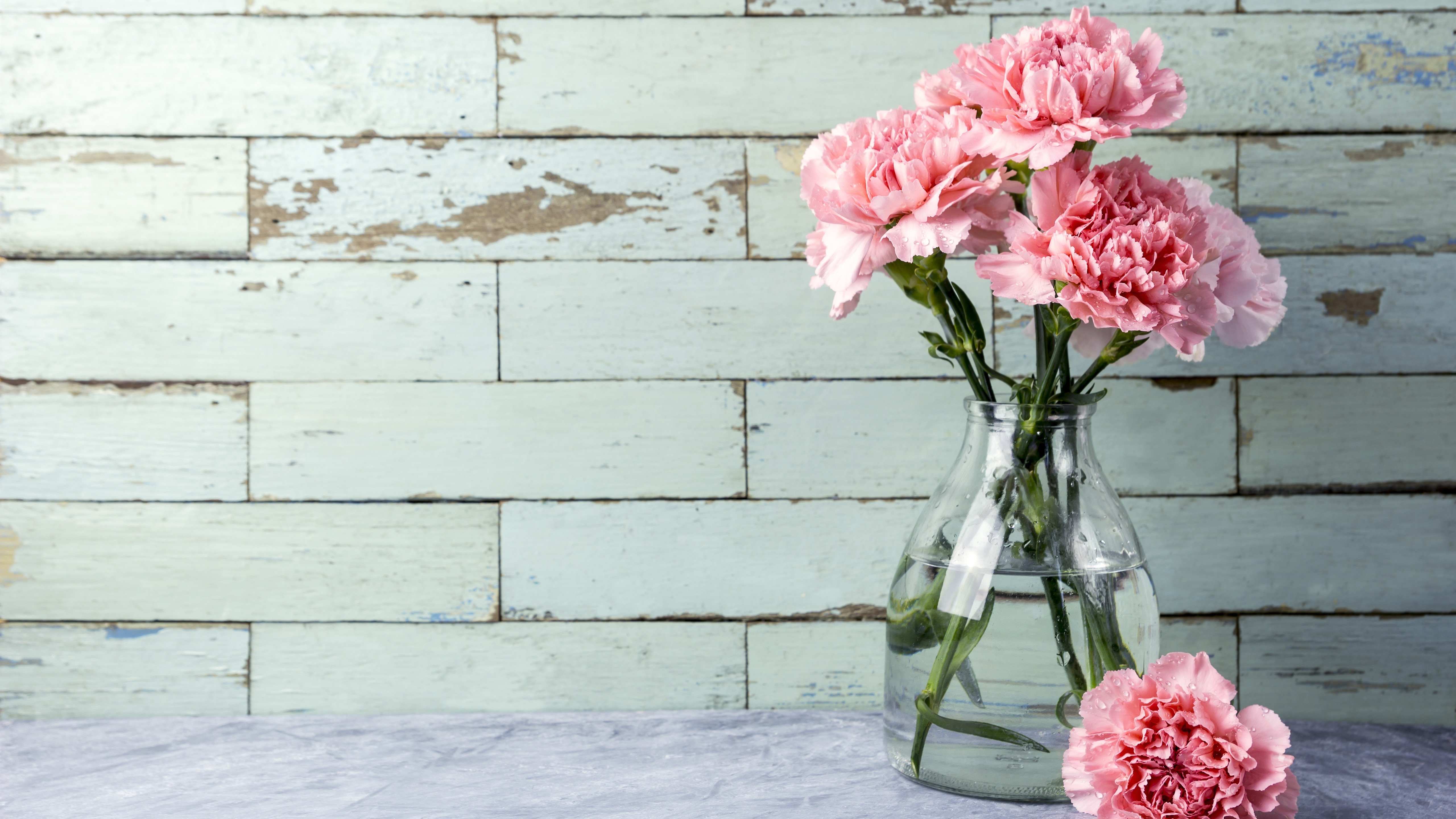 Wallpaper Pink carnation, flowers, vase 5120x2880 UHD 5K Picture, Image