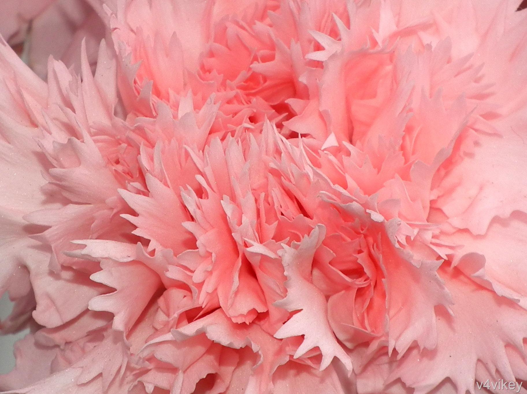 Pink Carnation Flower « Wallpaper Tadka