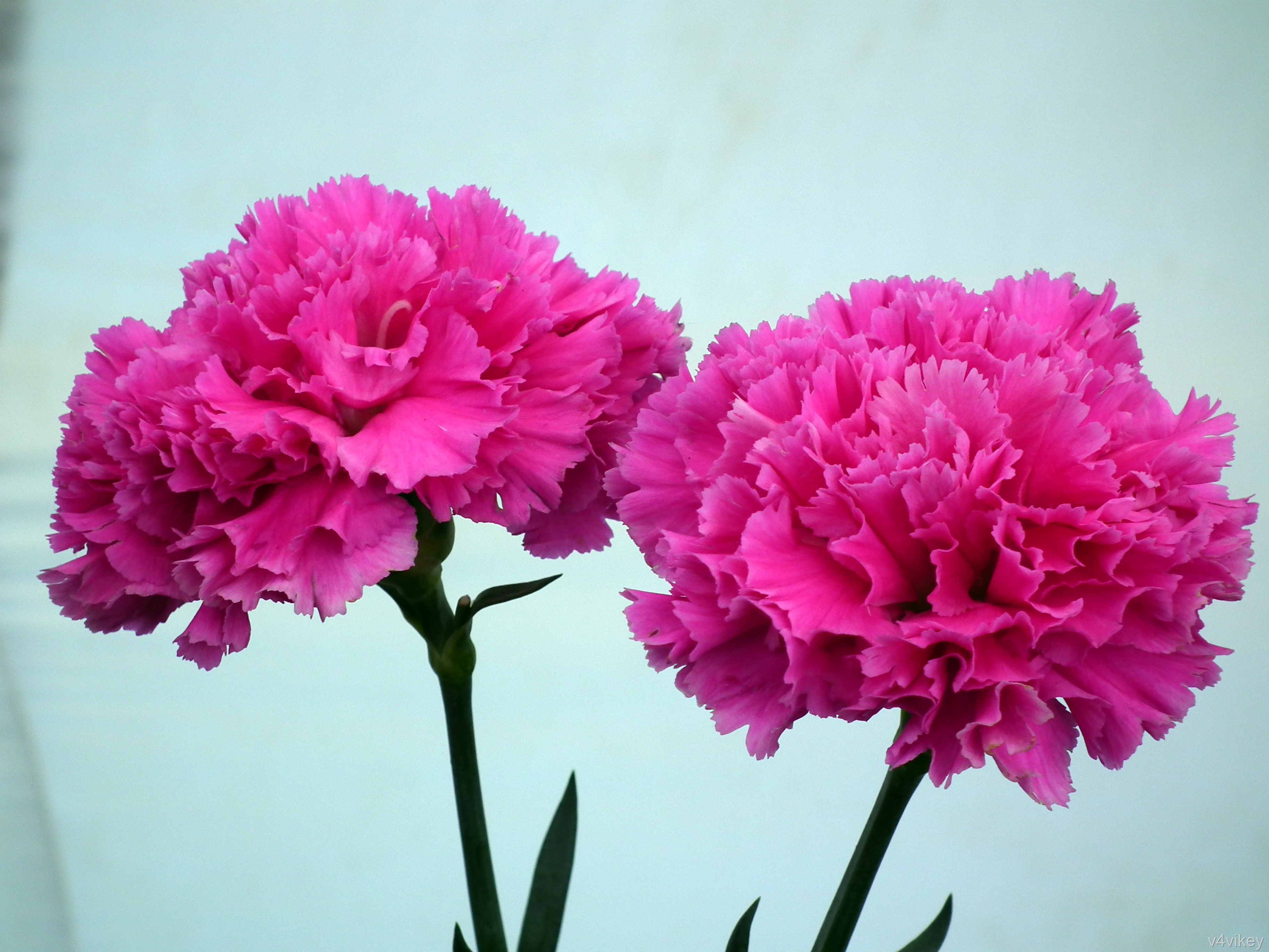 Carnations Dark Pink Flowers Aesthetic Color