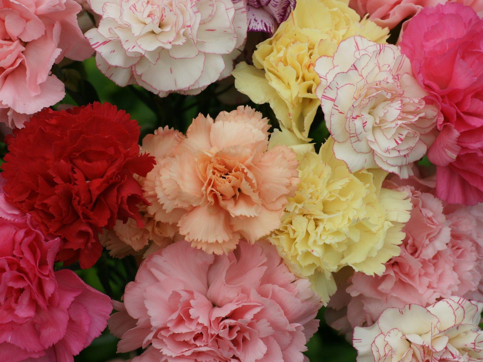 Carnation HD Wallpaper and Background Image