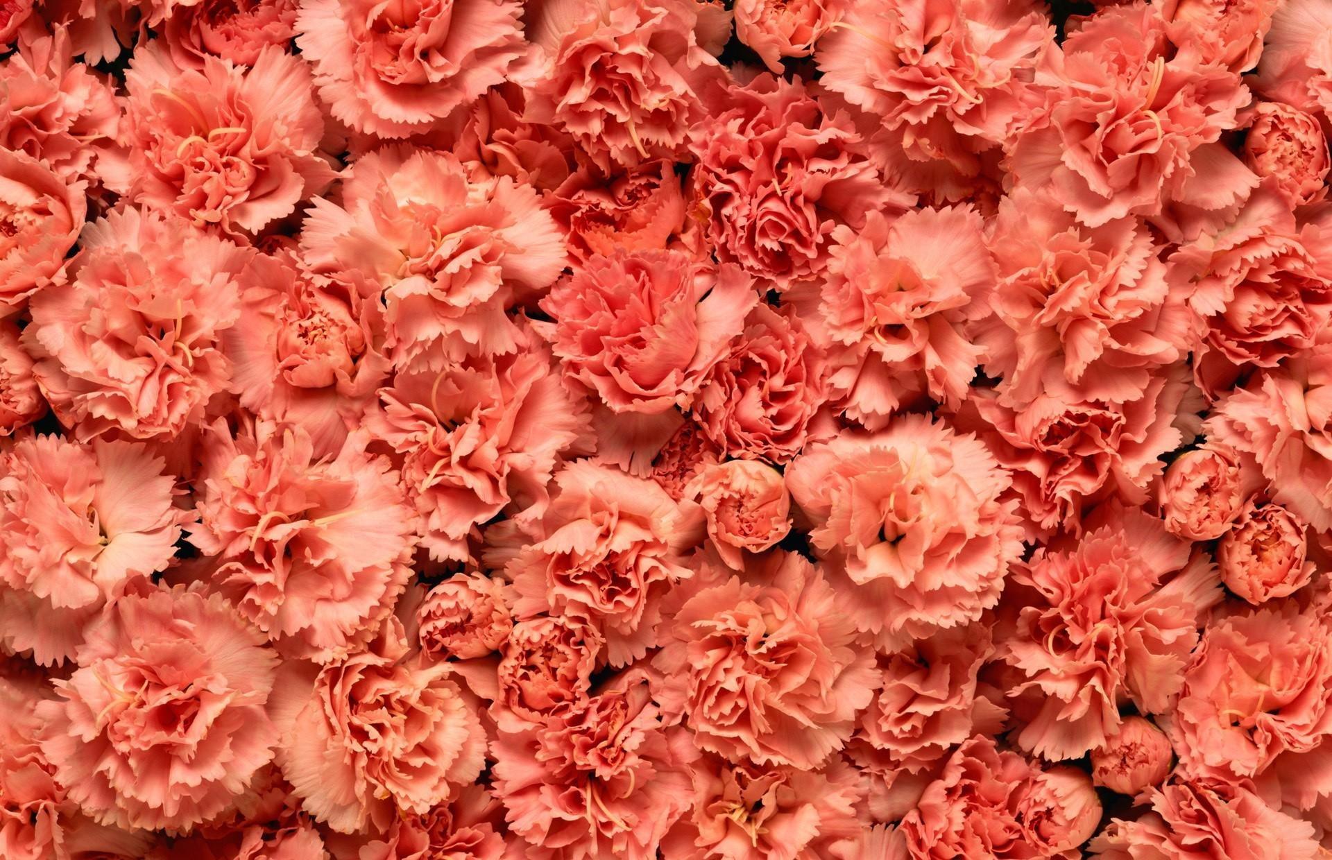 Pink Carnation flowers HD wallpaper