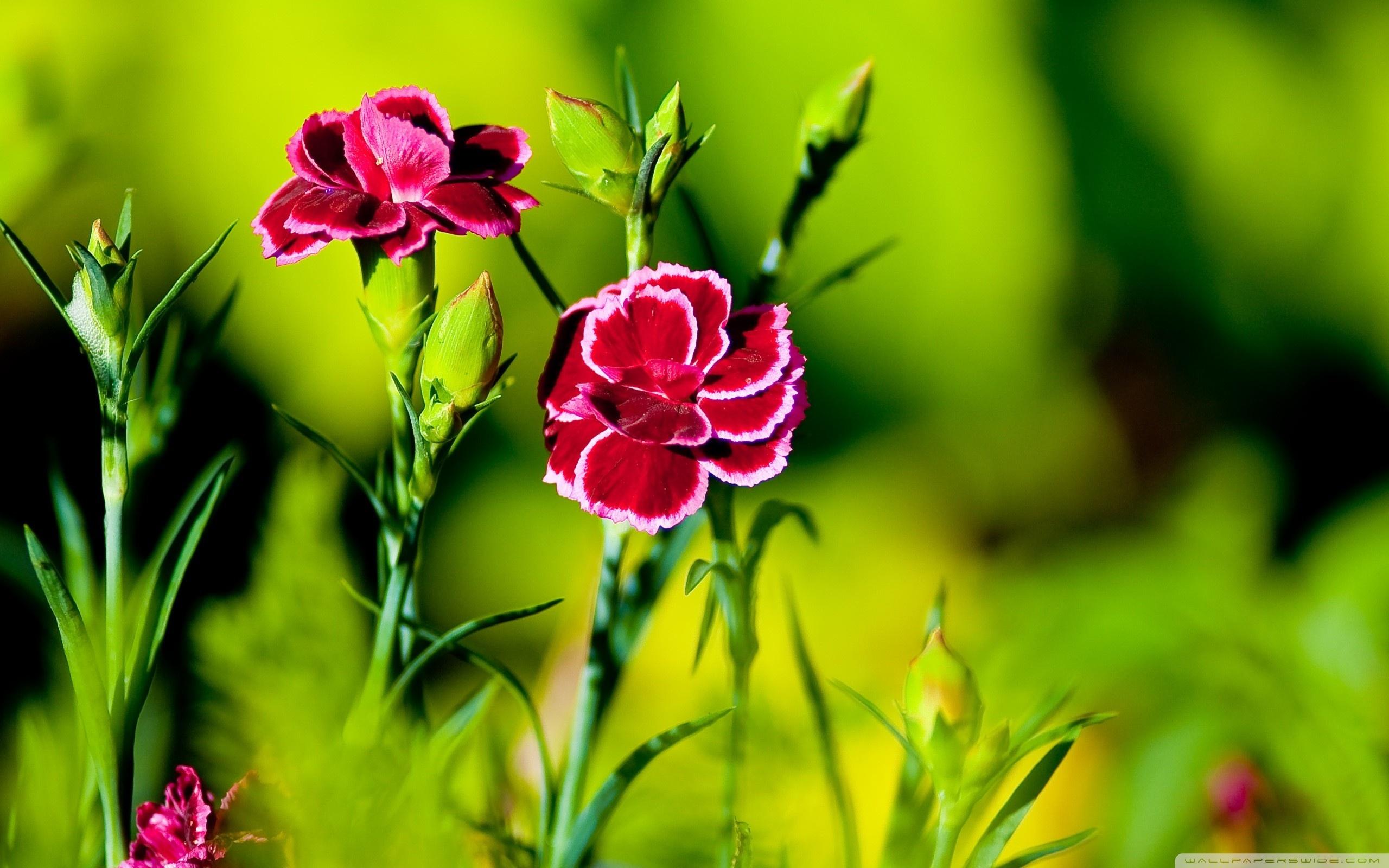 Pink Carnation Flowers ❤ 4K HD Desktop Wallpaper for 4K Ultra HD TV