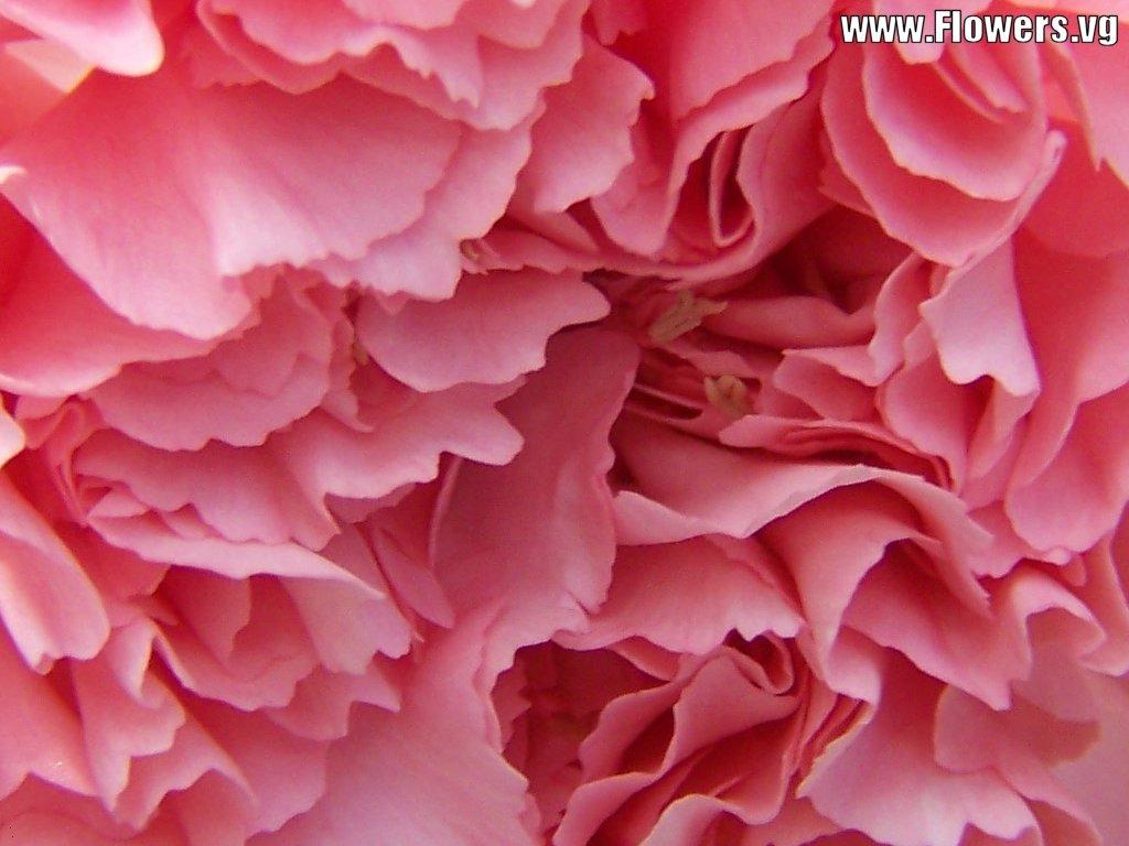 Download pink carnation wallpaper pink carnation wallpaper pink